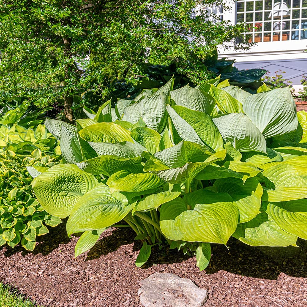 3 Big & Giant Hosta Perennial Mix, Blue-Green and Yellow-Green Masssive Large Leaves | Perfect for Trim, Shade, Flower and Landscaper Gardens Attract Butterflies and Pollinatiors