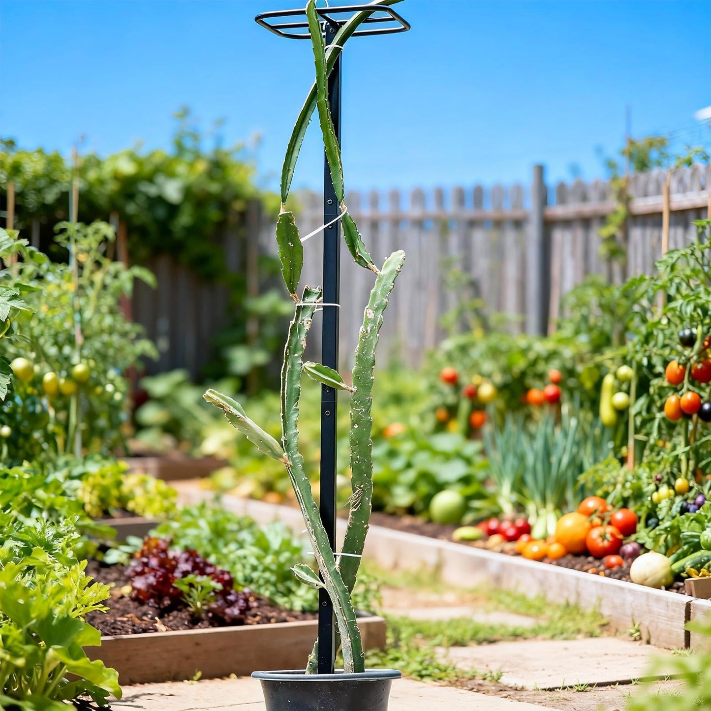 GOOOXIM 2-Pack 63-Inch Metal Dragon Fruit Trellis - Sturdy Support for Climbing Plants in Outdoor Gardens, Perfect for Dragonfruit, Tomatoes, Eggplants, and Beans - Durable, Stable & Easy to Install