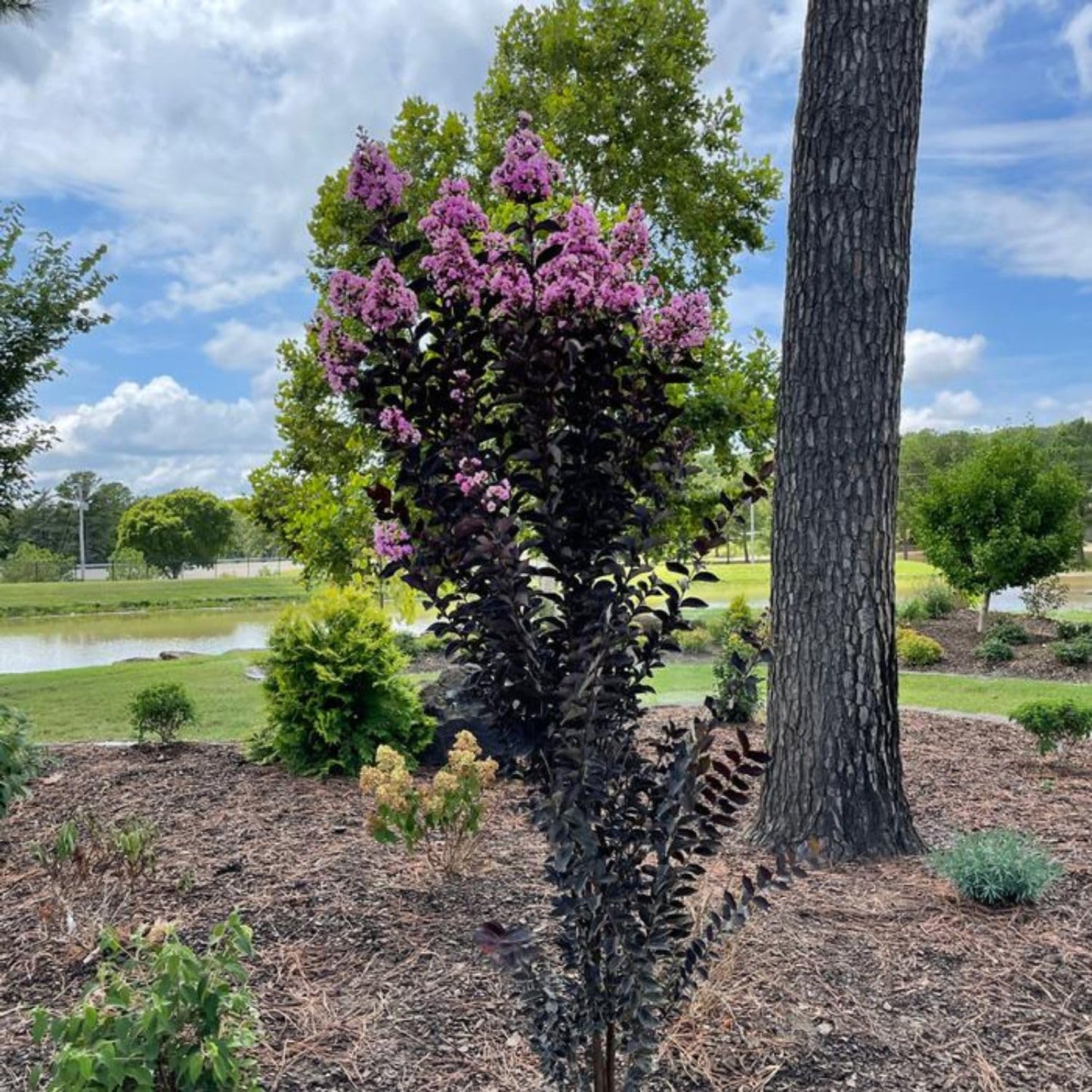 Thunderstruck Lavender Skies Crape Myrtle Live Tree, 1 gal. Nursery Pot, 12-18 in Tree Height (Due to Agricultural Laws, we Cannot Ship to CA, AZ, AK, or HI)