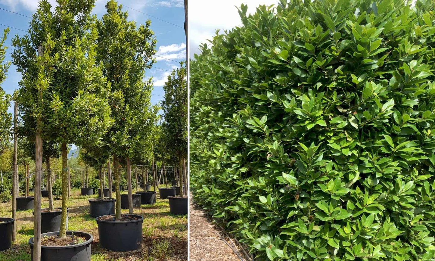 RedCrocus - RedCrocus Bay Laurel Laurus nobilis Tree | Aromatic, Evergreen, Culinary Herb for Gardens & Containers 2 Gallon
