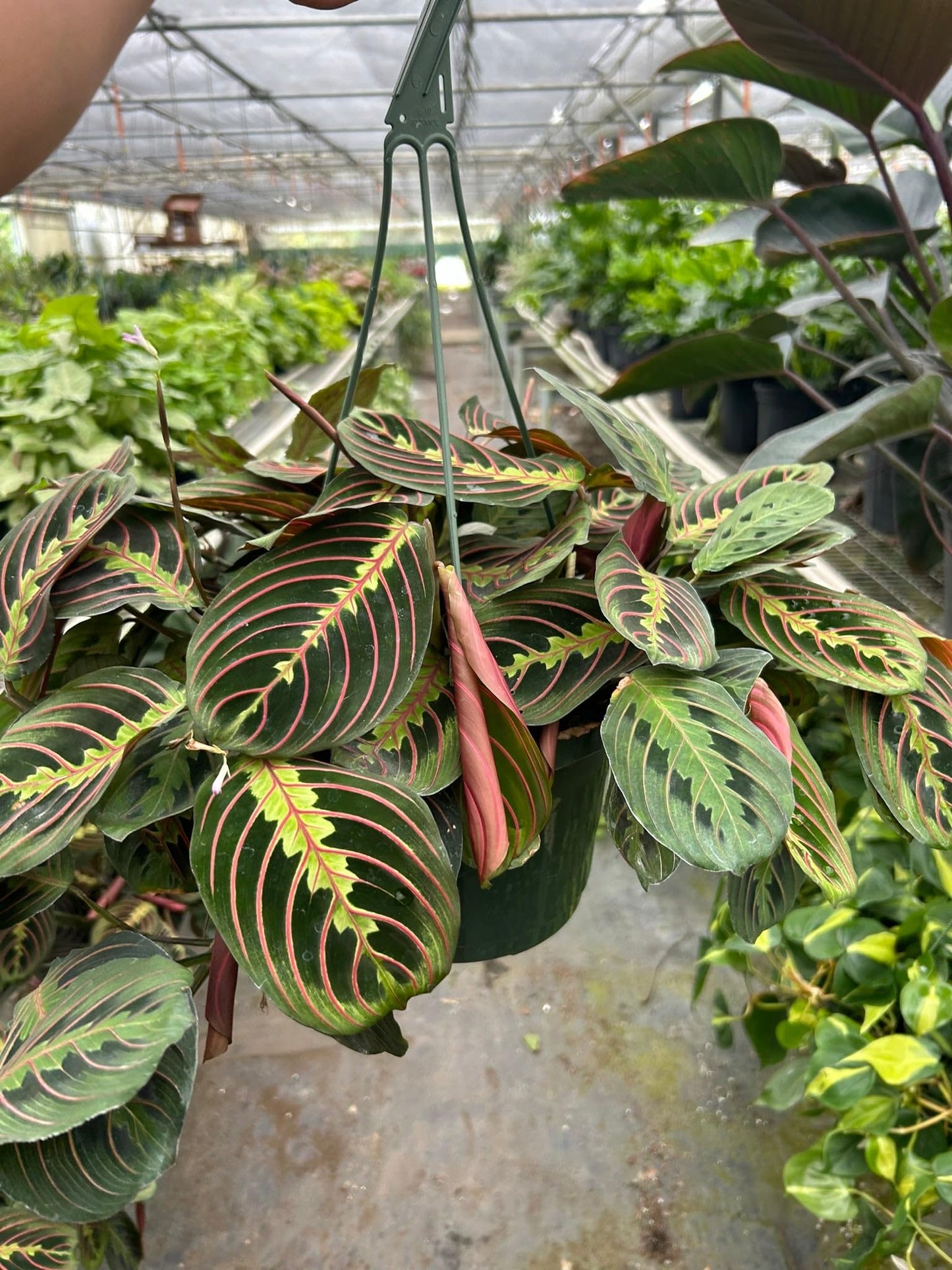 Maranta Red Prayer | Live Plant for Indoor & Outdoor | for Living Room, Office, Bathroom | (6" Pot)