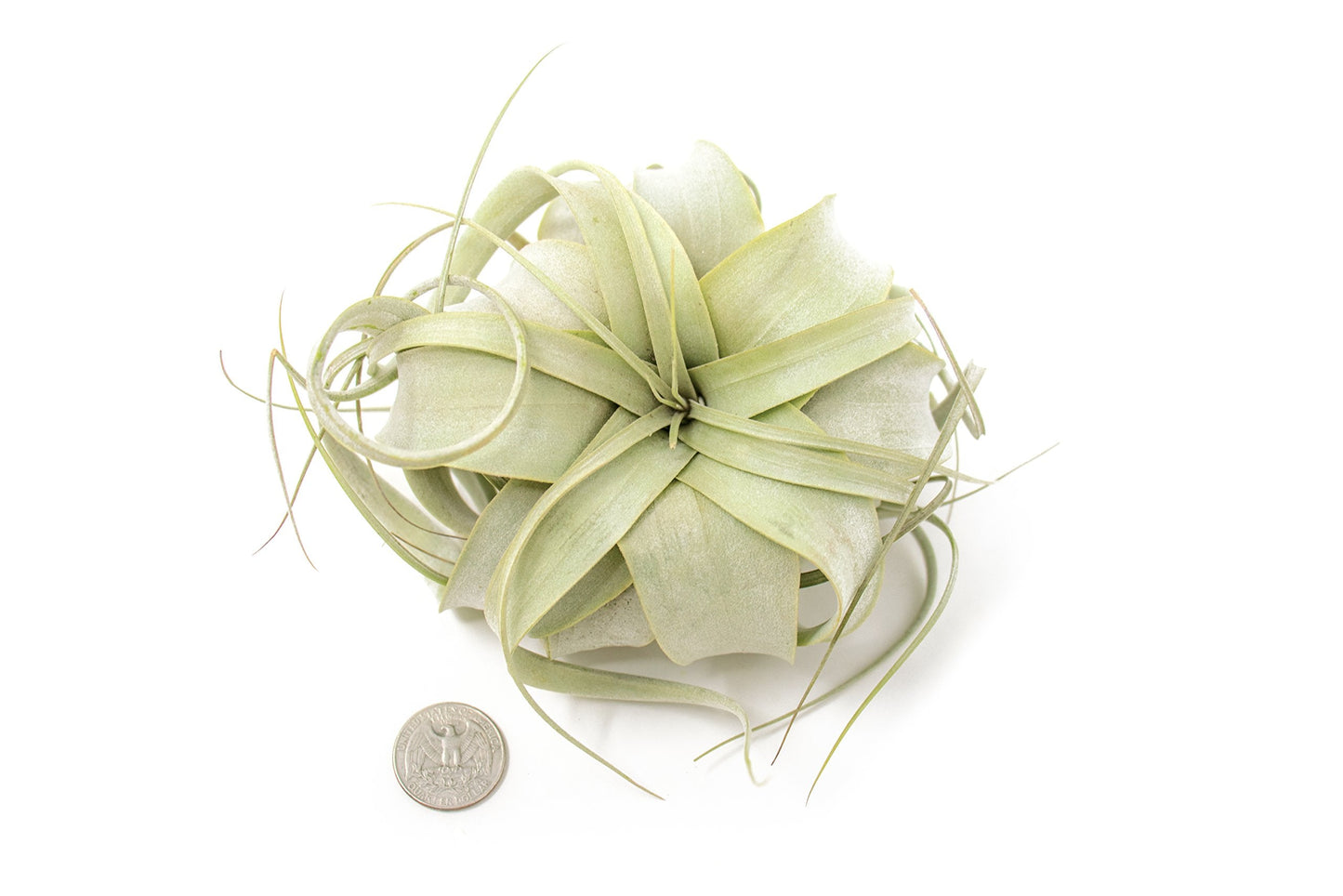 Tillandsia Xerographica Air Plant Set (3 Pack), Tillandsia Air Plants Live Large Indoor Plants Live Houseplants, Exotic Plants for Succulent Terrarium, Succulents Plants Live Plants by Plants for Pets