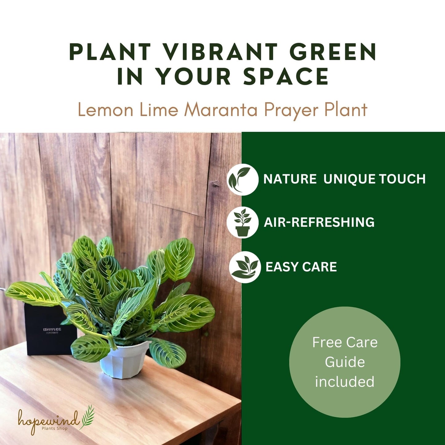 Live Plant, Lemon Lime Maranta Prayer Plant, Pet Friendly, Air Purifying, Easy Care, 12-16 inch Tall, Easy to Grow Rare Indoor Plant, Houseplant, 4 inch Pot by Hopewind Plants Shop