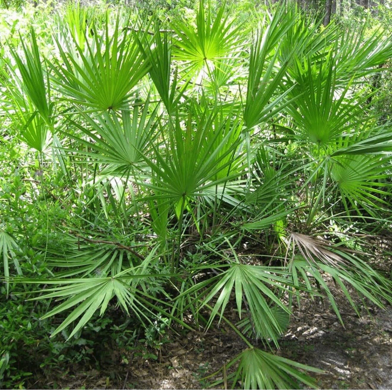 Live Plant - Saw Palmetto-Serenoa Repens-Small Rooted Starter Plant-Medicinal Properties!