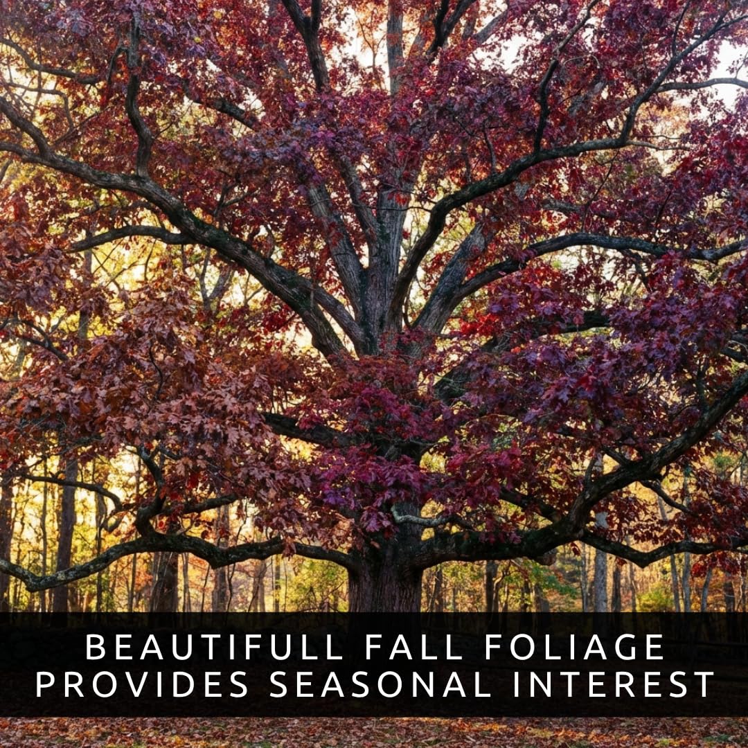 3 White Oak Trees for Planting – Quercus alba – Fast Growing Shade Trees – Hardy Landscape Oaks with Beautiful Fall Color (3 Trees) - Beautiful Fall Color, Long Lived