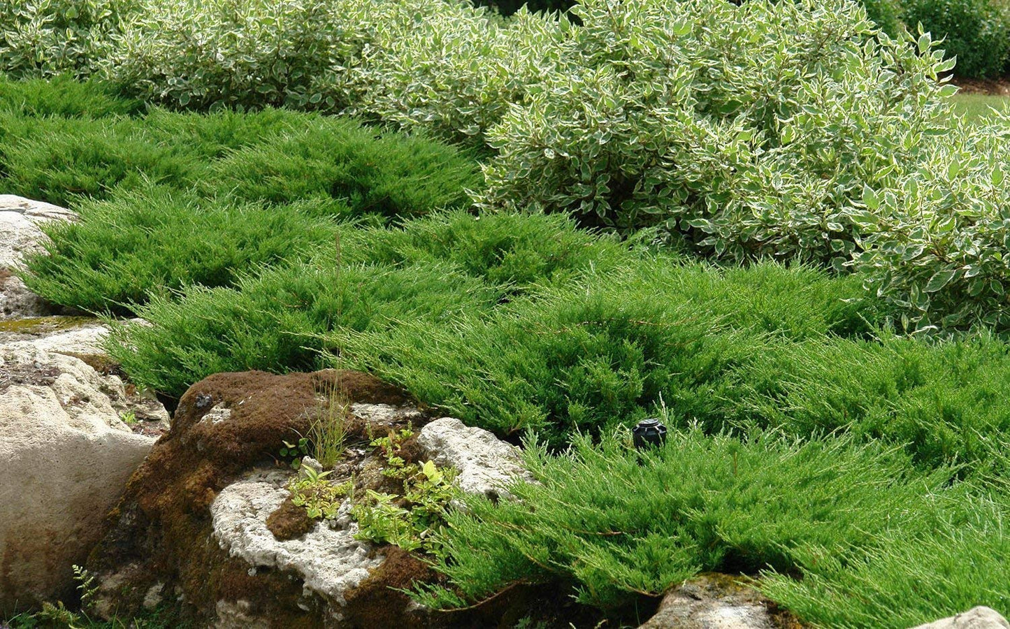 Juniper Andorra Compacta - 3 Live Plants - Juniperus Horizontalis - Drought Tolerant Cold Hardy Evergreen Ground Cover