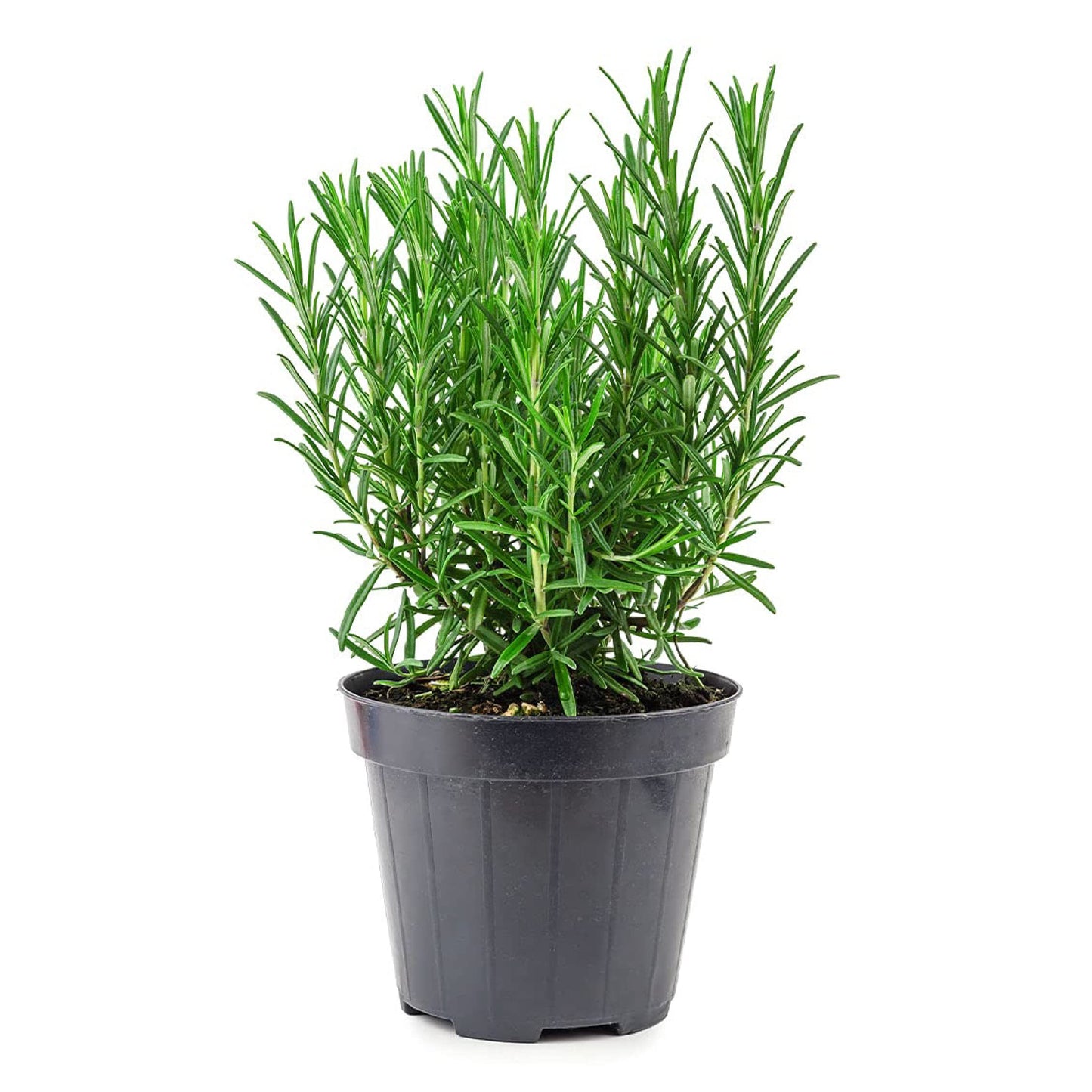 American Plant Exchange Tuscan Blue Rosemary – 6-Inch Pot – Live Edible Herb Plant with Fragrant Blue-Violet Flowers, Easy Care Aromatic Greenery for Home, Garden, or Patio Decor