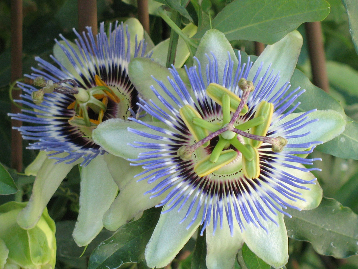 Passion Fruit Plant - Live Plant in a 4 Inch Growers Pot - Edible Fruit Bearing Vine for The Patio and Garden