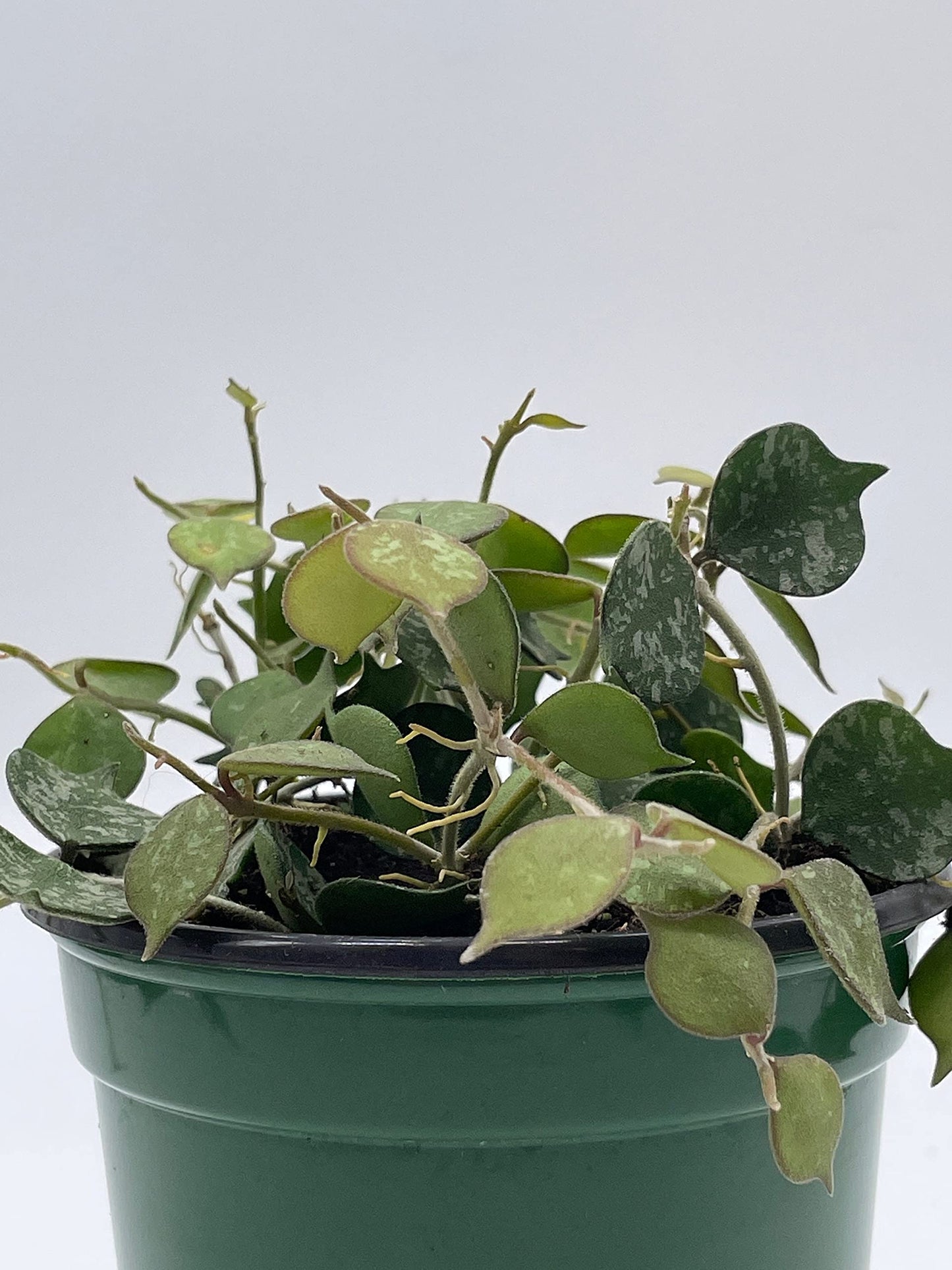 BubbleBlooms Hoya Curtisii, Very Rare Limited Live Plant, in 4 inch Pot