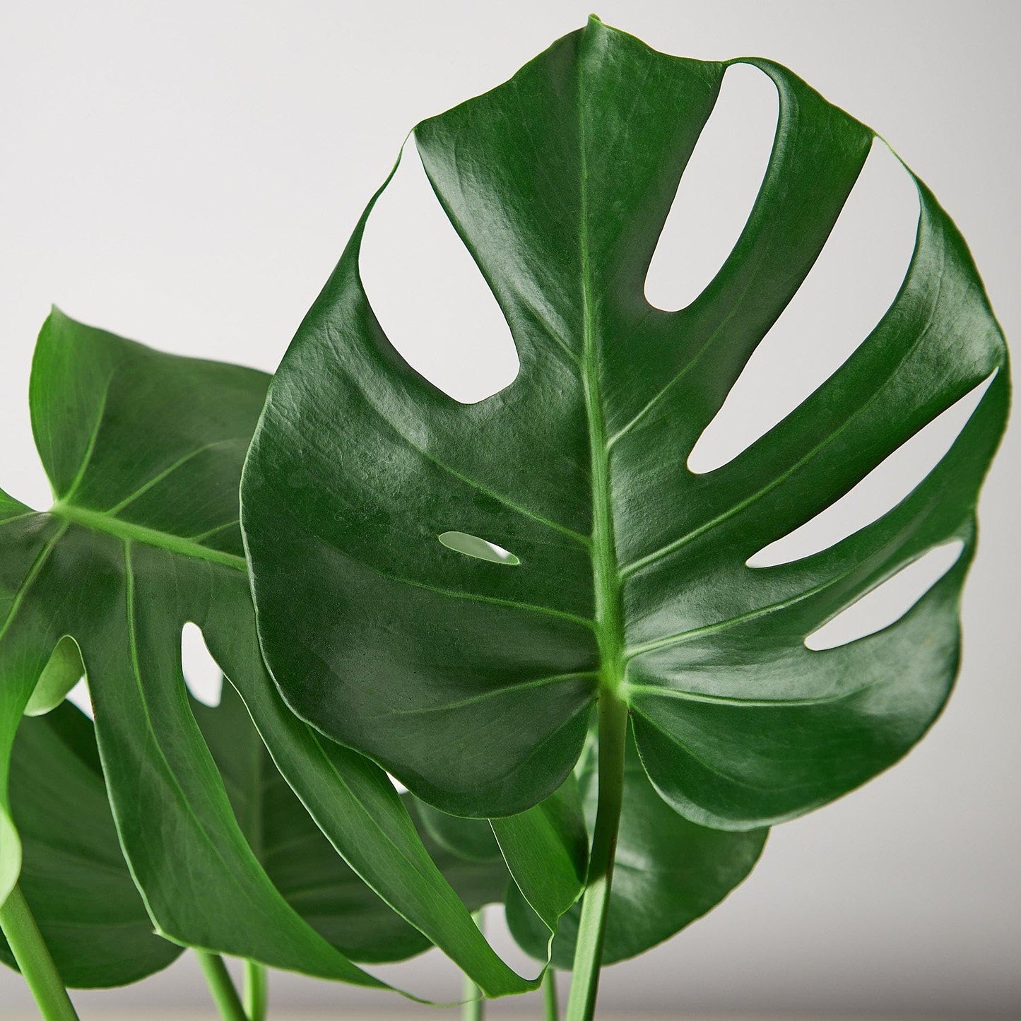 7 Pack Philodendron Monstera Split-Leaf in 4in Pot - Live Plants Tropical Houseplants | Variegated | USA Growers | The Snobby Leaf