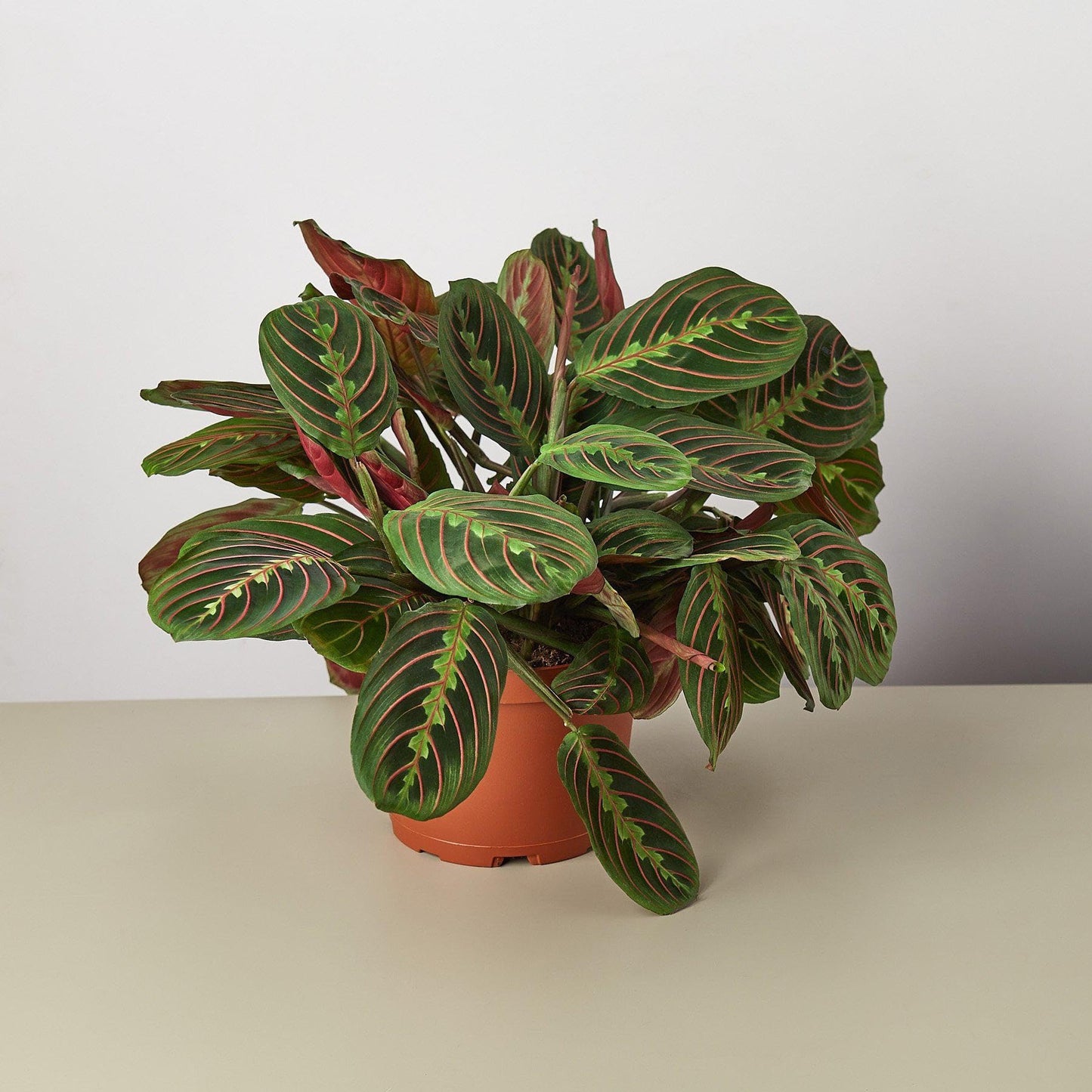 Maranta Red Prayer | Live Plant for Indoor & Outdoor | for Living Room, Office, Bathroom | (3" Pot)