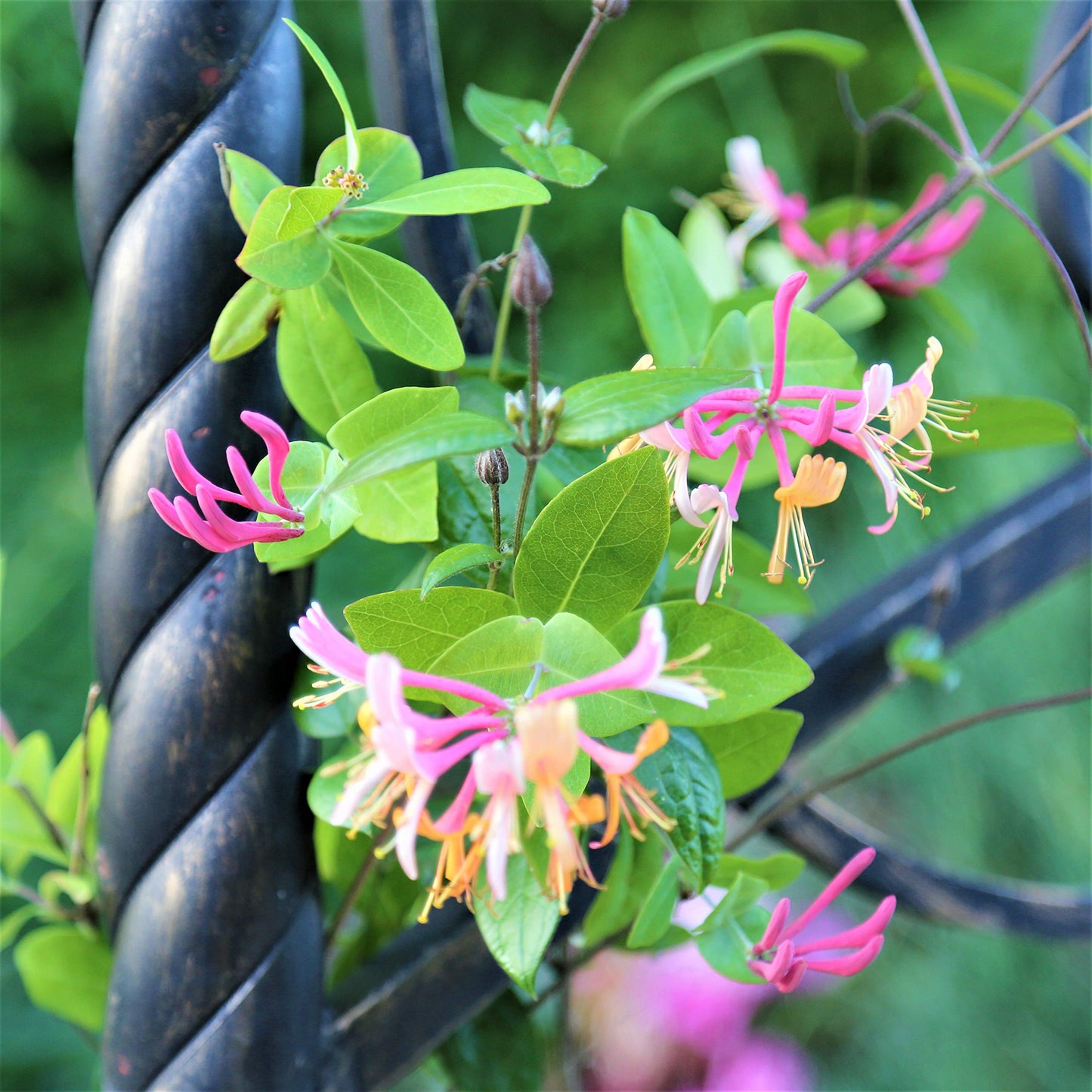 Easy to Grow Honeysuckle Gold Flame 1 Plant - Potted Vine in a Quart Pot, Summer Fragrant Pink & Orange Blooms, Fast Growing (Lonicera)