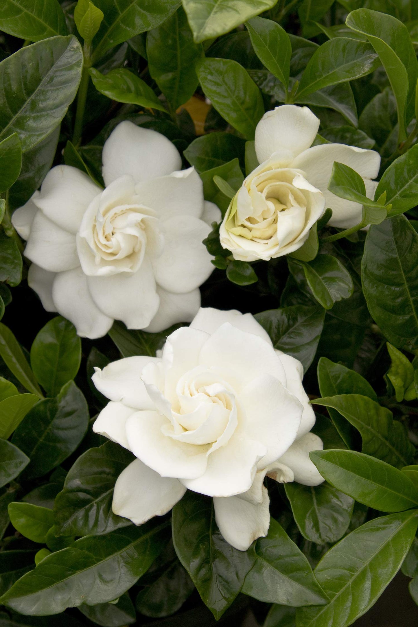 Gardenia 3 Gal. August Beauty Gardenia Shrub