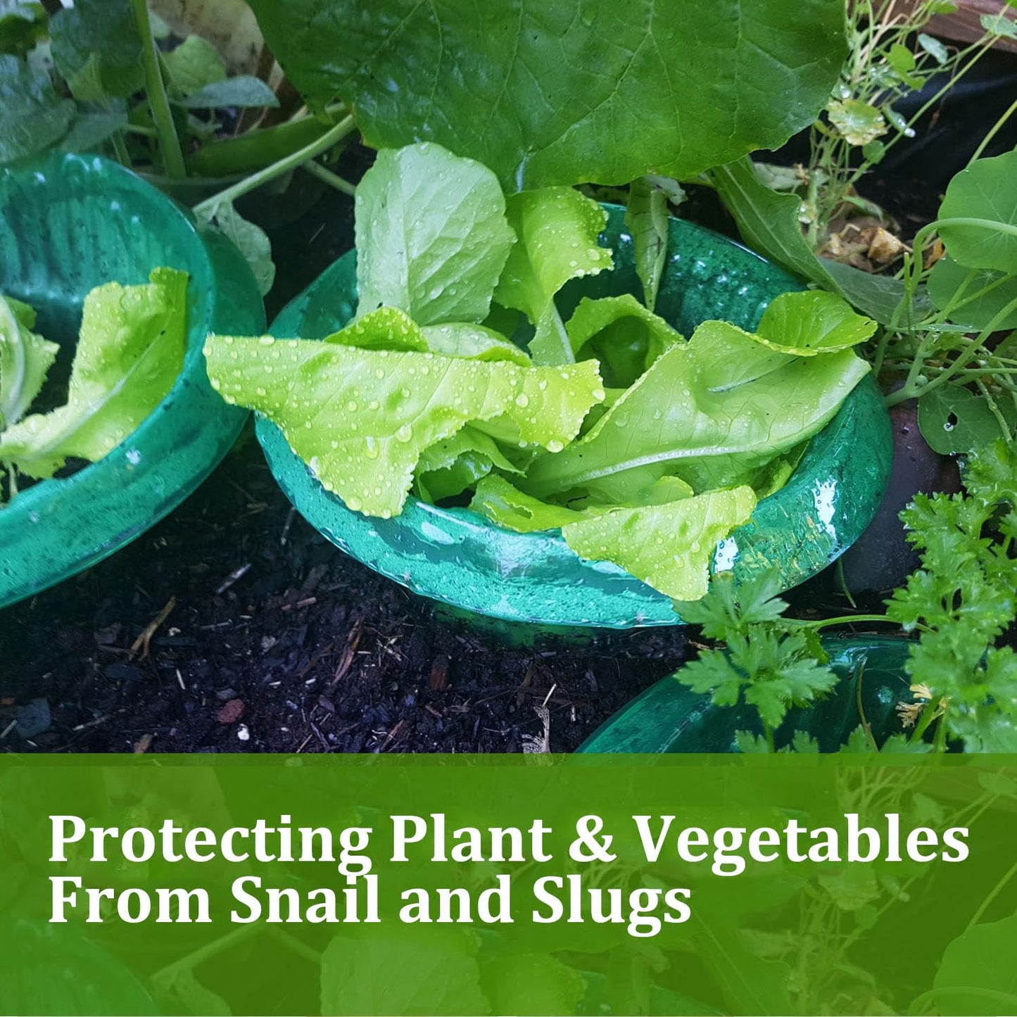 Fshow Garden Cloches，5 Pack Plastic Slug & Snail Plant Protection Collars, Snail Defense Without Chemistry, Planting Rings Protects Plants to Get Better.