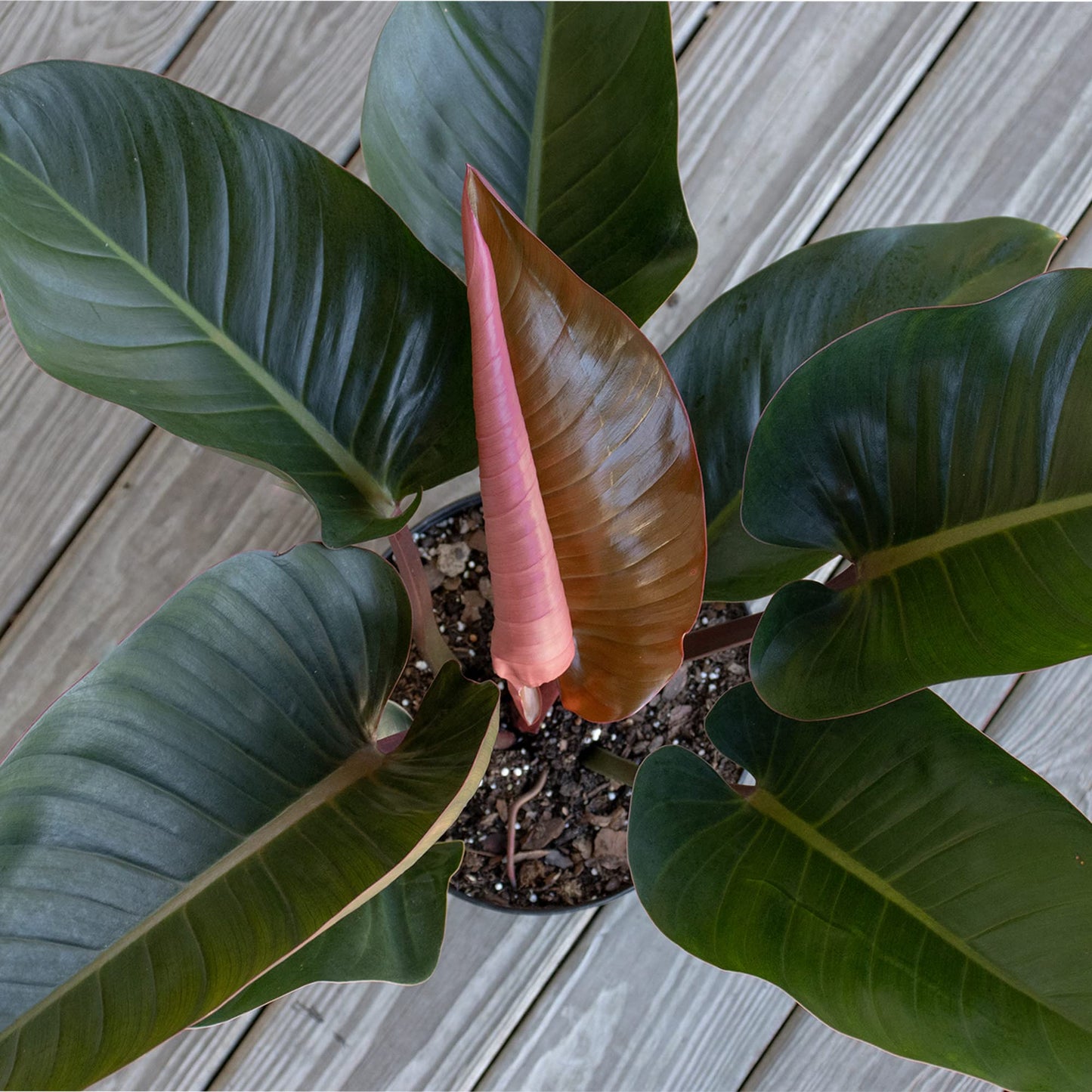 United Nursery Philodendron Red Congo 28-32 inches Tall Live Indoor Plant 10 inch Plant Pot Bold Green Foliage with Striking Red Stems Air Purifying Floor Plant for Office and Home Decor