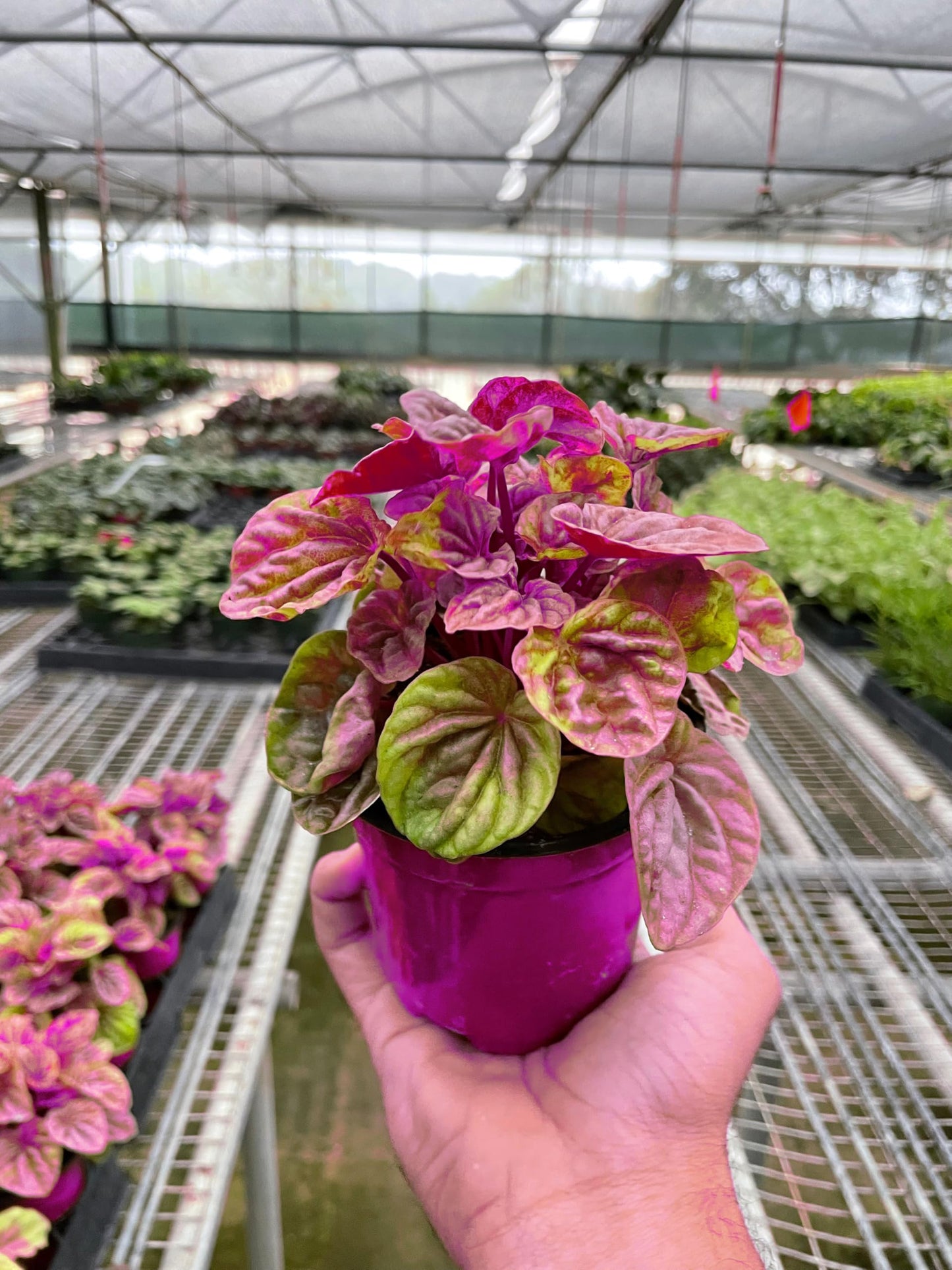 Peperomia 'Quito' in 4in Pot - Live Tropical Houseplant - Easy to Grow | Variegated | USA Growers | The Snobby Leaf