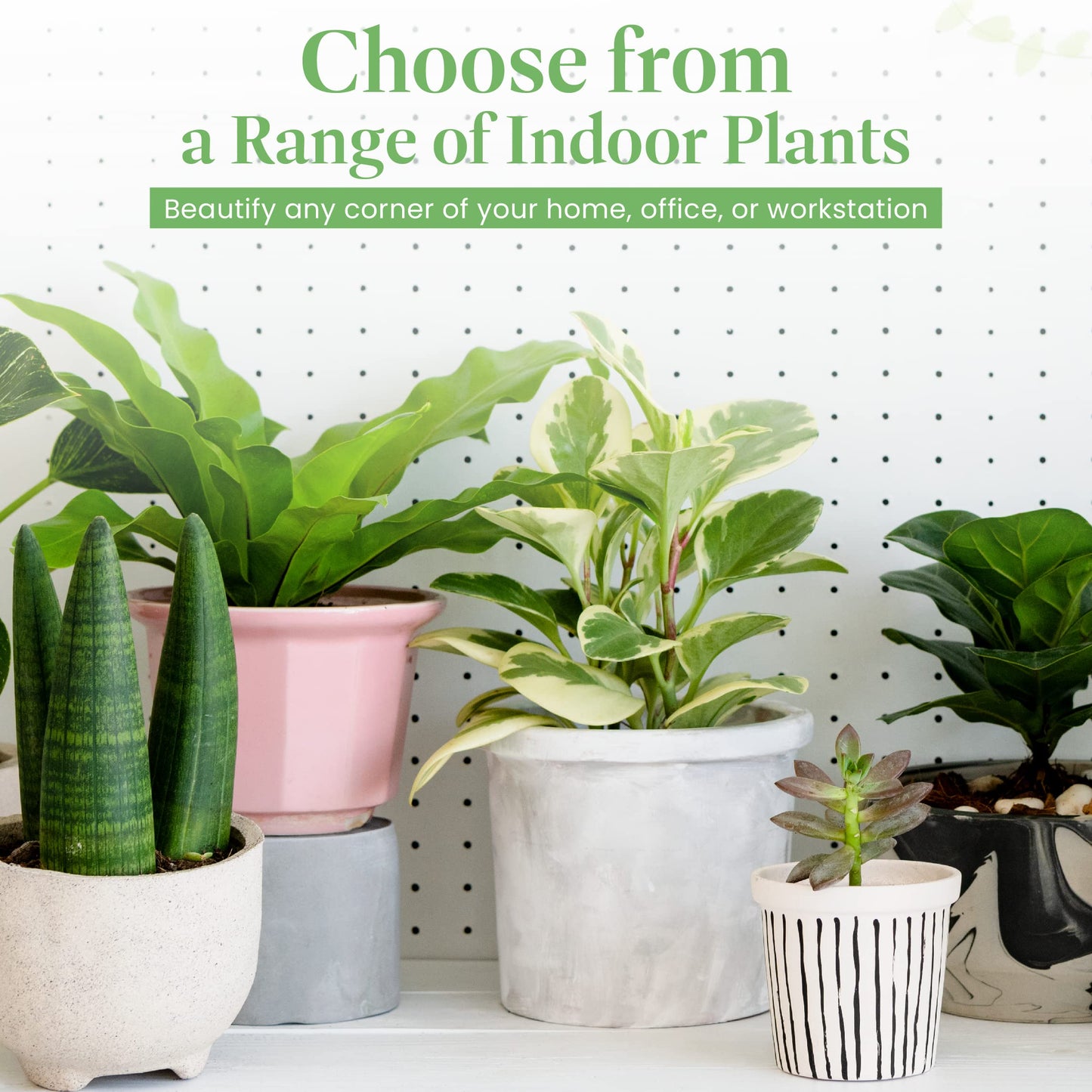 American Plant Exchange Cast Iron Plant – Live 10-Inch Potted Evergreen, Hardy Low-Light Houseplant, Drought-Tolerant & Easy-Care Foliage Plant for Home, Office & Shade Gardens