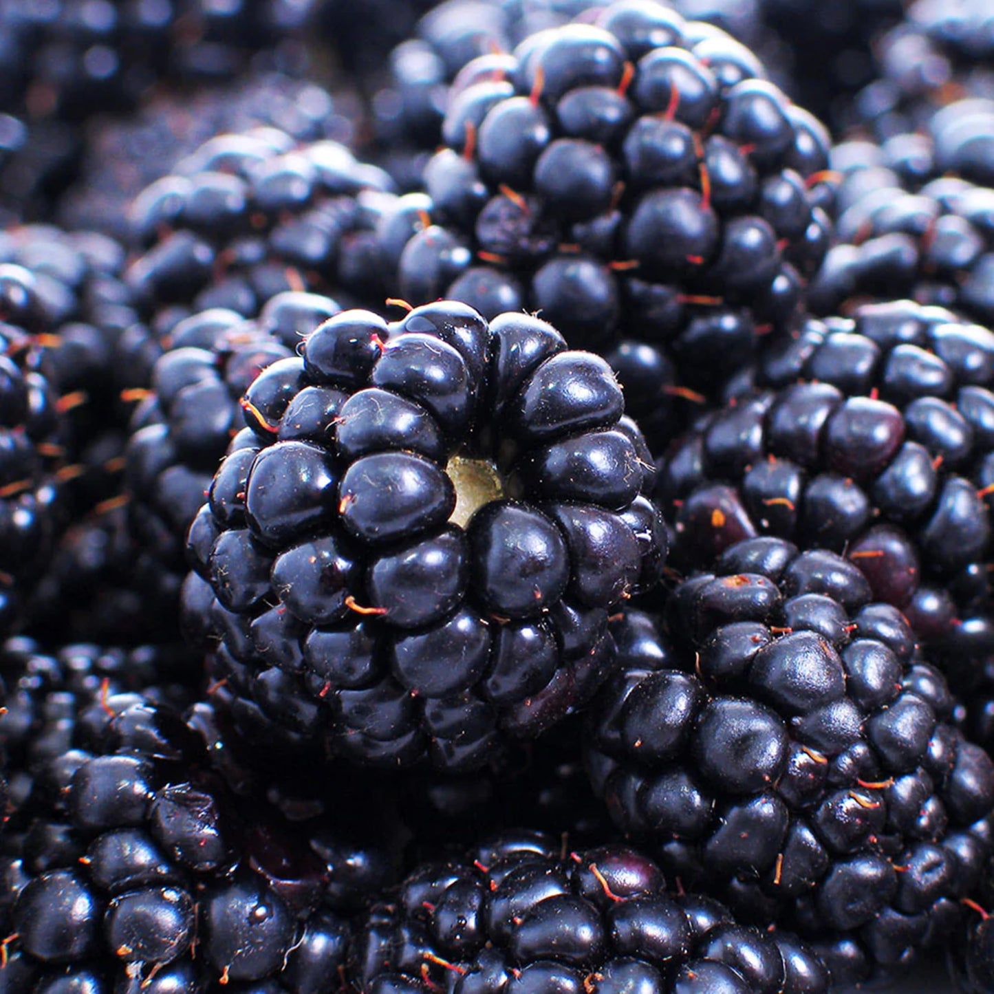 KVITER 600 Giant Thornless BlackBerry Seeds (Rubus Fruticosus) – Triple Crown BlackBerry Bush Seed, Huge & Sweet Organic Fruit Berries – Blackberries Heirloom Seeds for Outdoor Garden & Containers