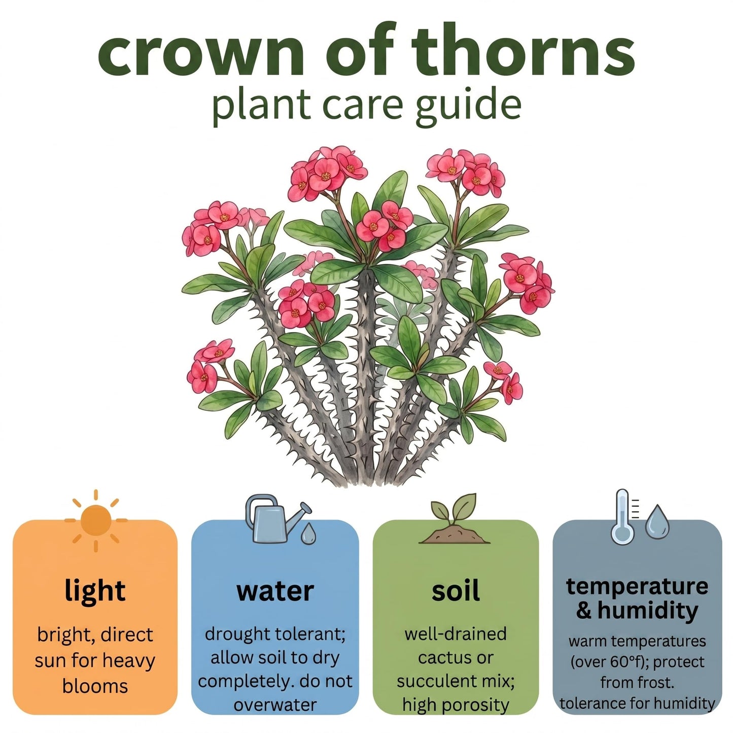 Pink Crown of Thorns Plant, 4-8 Inch Tall Euphorbia milii, Low Maintenance, Easy to Grow, Hardy Perennial Flowering Succulent for Indoor & Outdoor Use