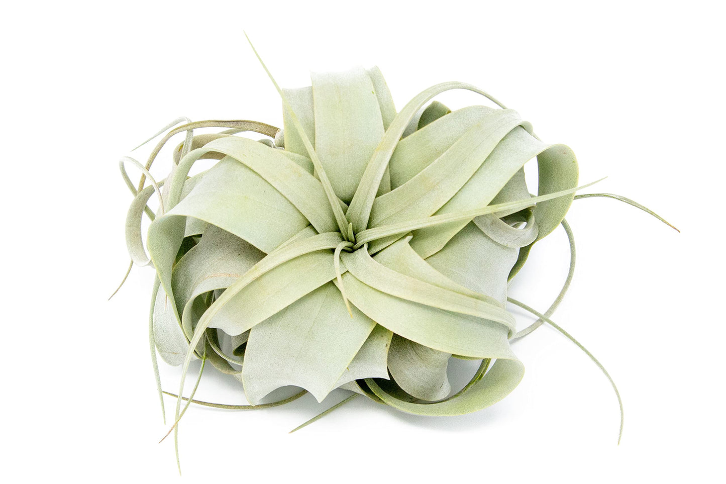Seedling Xerographica Air Plants 2 to 4 Inch Wide - Tillandsia Succulent House Plants - Available in Wholesale and Bulk - Home and Garden Decor Holders - Easy Care Indoor and Outdoor Plants (1 PC)
