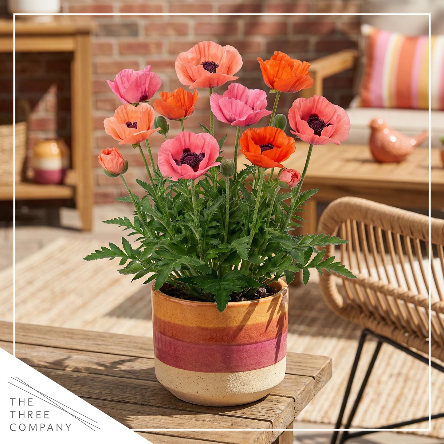 Live Papaver Oriental Poppy 2-Pack – Fruit Punch – Large Spring Blooms, Sun Perennial, 10” Tall, 1 Qt Pot