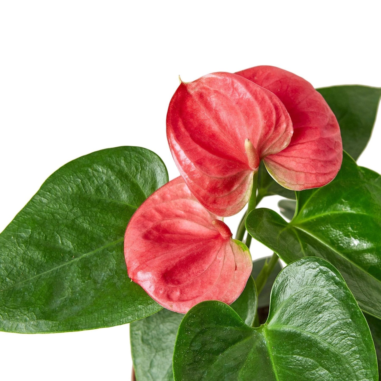 Anthurium Pink | Live Plant for Indoor & Outdoor | for Living Room, Office, Bathroom | (4" Pot)