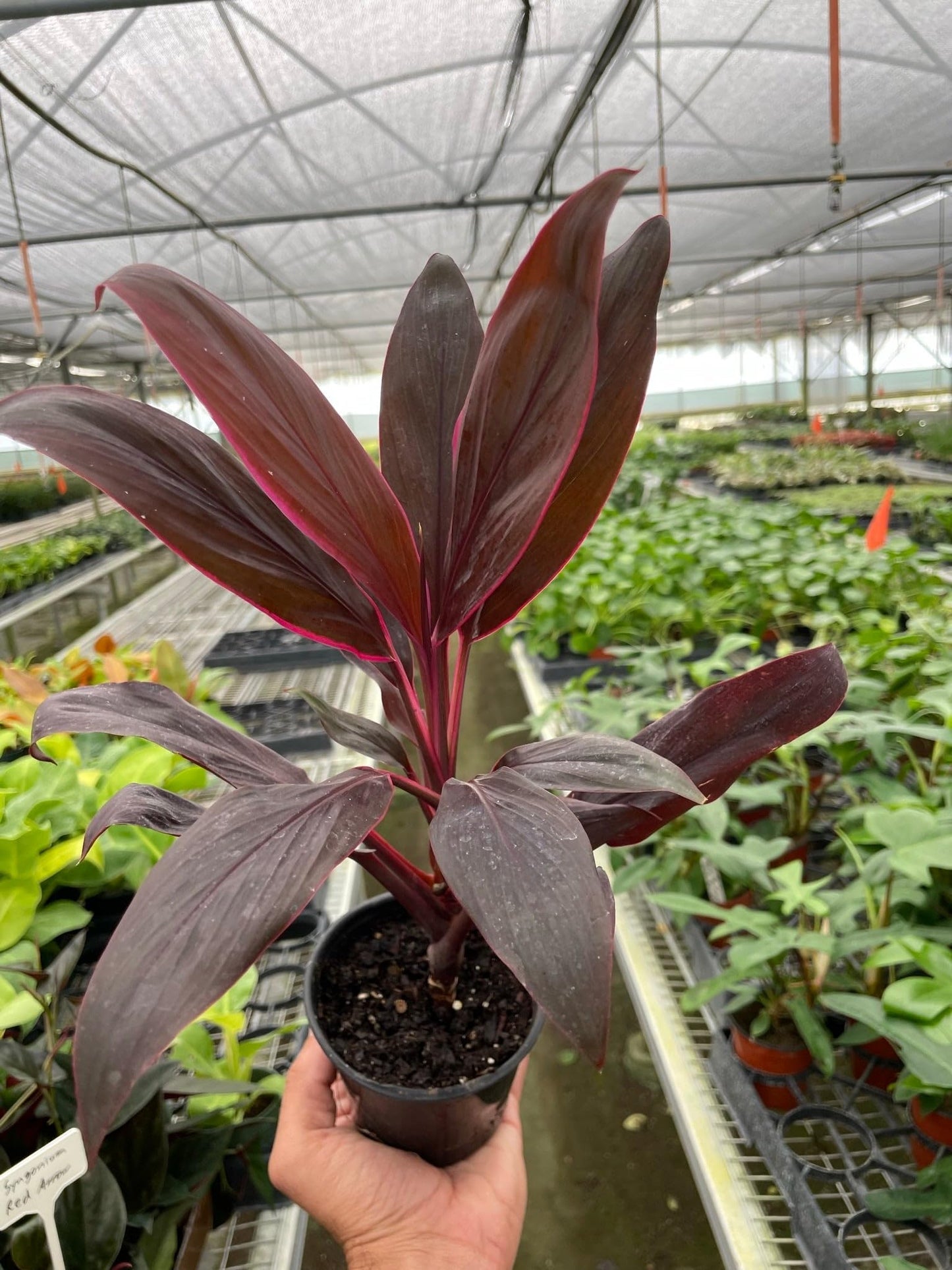 Cordyline 'Calypso Queen' | Live Plant for Indoor & Outdoor | for Living Room, Office, Bathroom | (4" Pot)