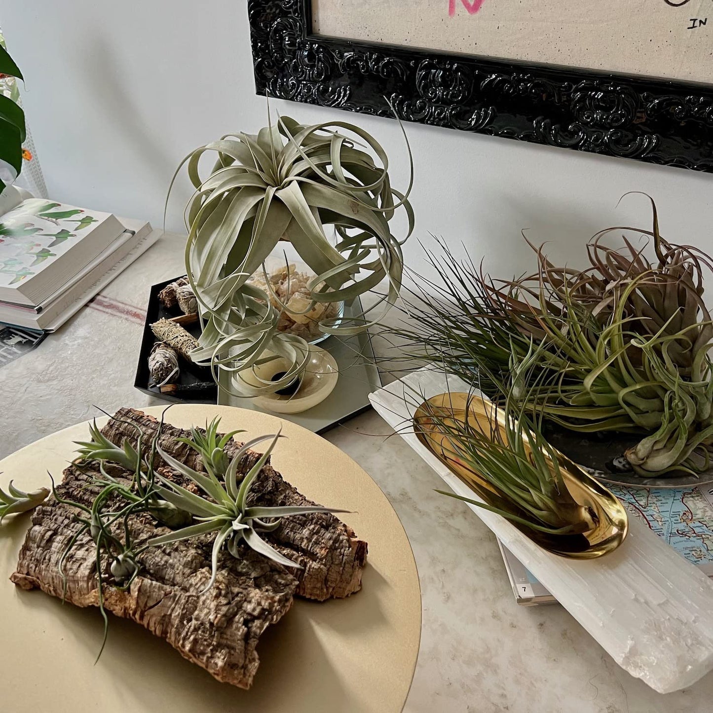 ragnaroc Air Plants - Freyja Gift Box - 10ct - Live Arrival Guaranteed - House Plants for Home Decor & Gift