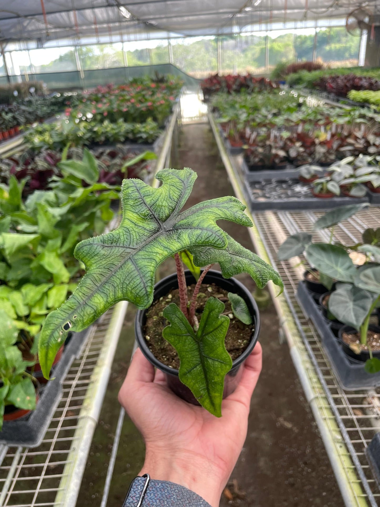 Alocasia 'Jacklyn' | Live Plant for Indoor & Outdoor | for Living Room, Office, Bathroom | (4" Pot)