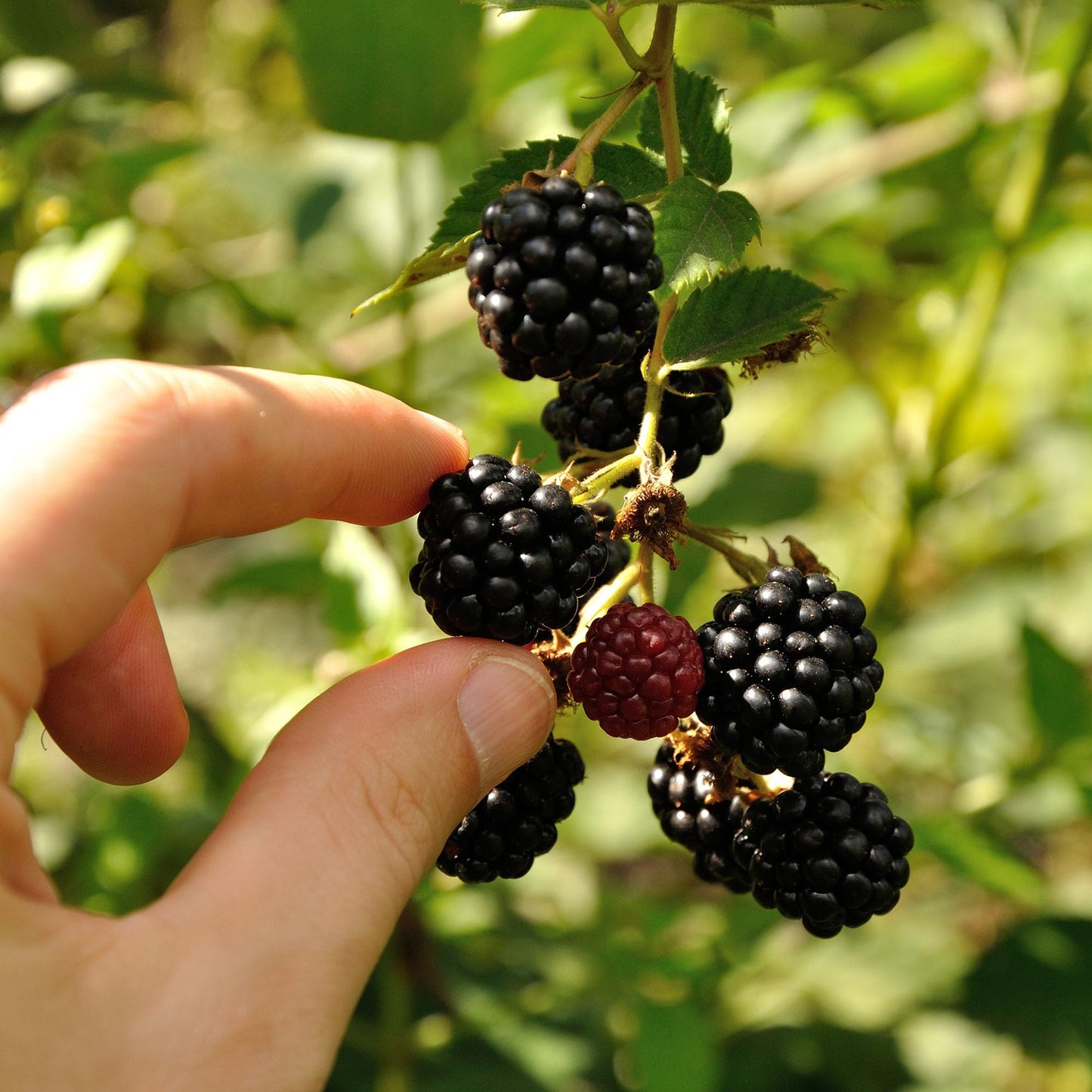 Perfect Plants Apache BlackBerry 3 Gallon | Live Fruit Bush for Gardening | Sweet Edible Berries & Thornless