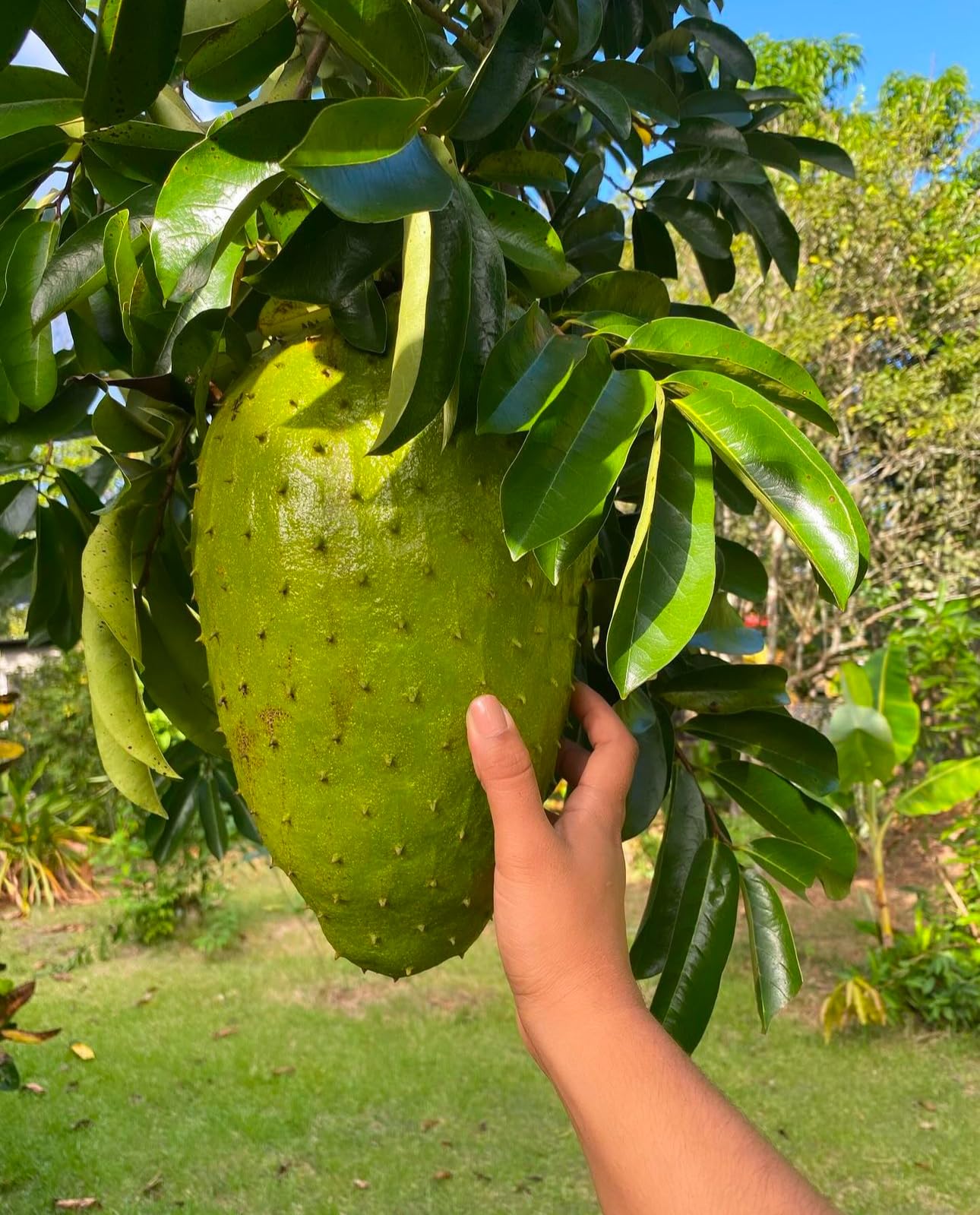 Soursop (Guanabana) 24inch-30inch Live Fruit Tree Annonamuricata