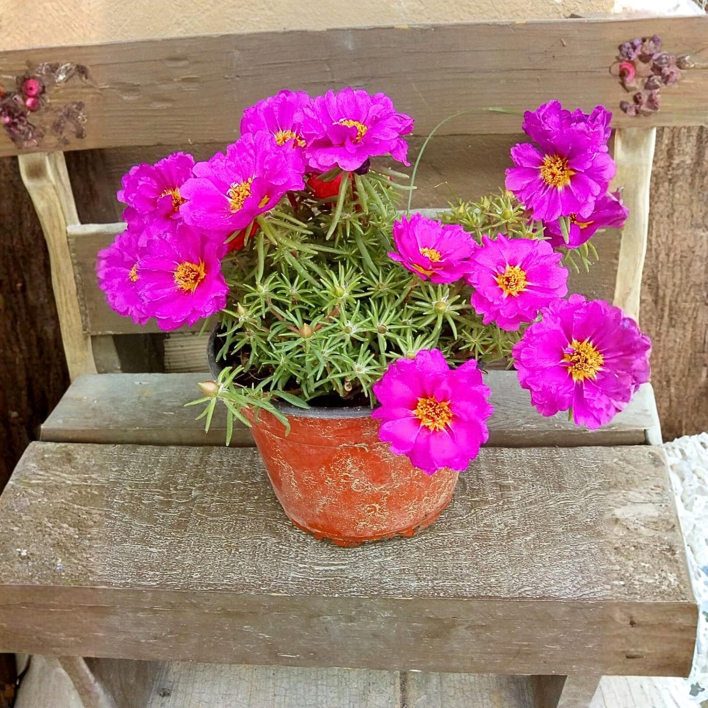 4 Portulaca Plants Live, Moss Rose Flower Plant for Outdoor Garden, Ground Cover Plant for Patio Containers, Borders or Landscape 4-7 Inches (Deep Pink)