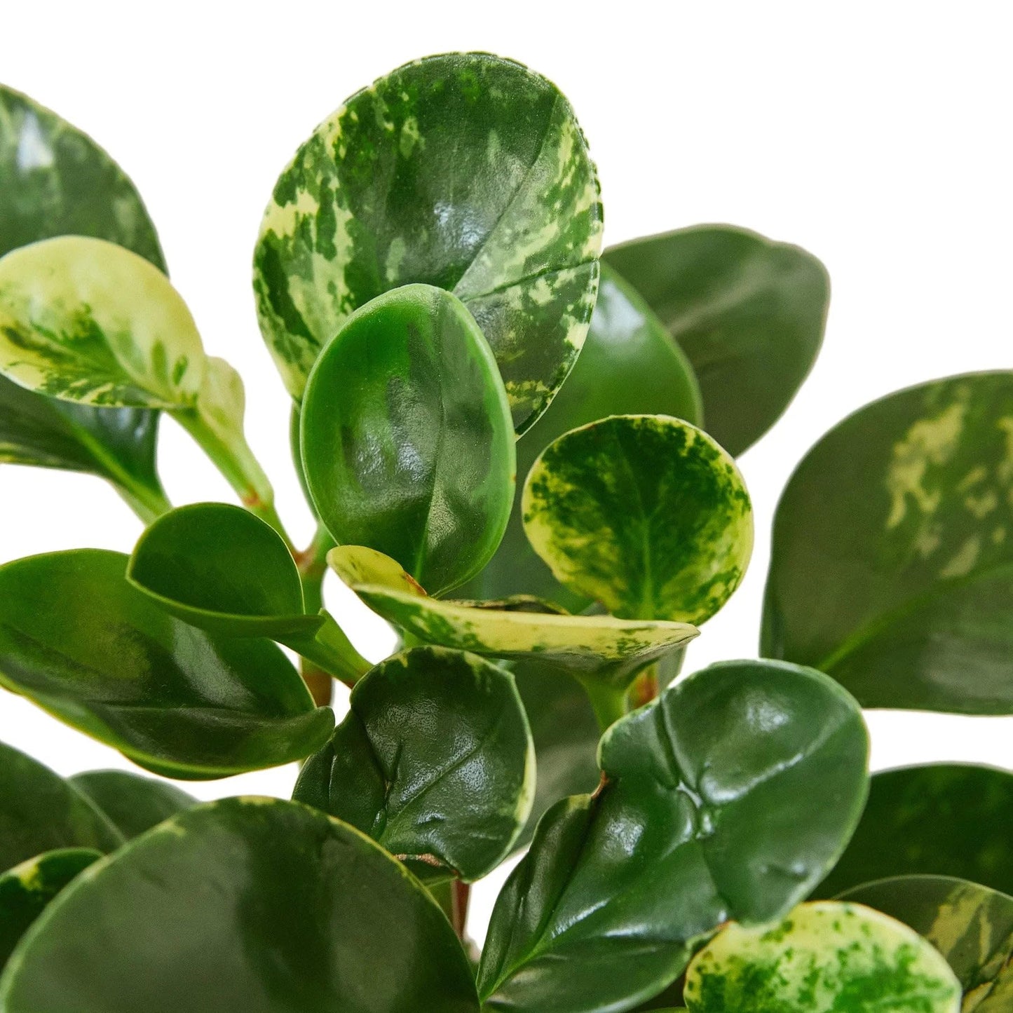 Peperomia 'Marble' in 3in Pot - Live Plants Tropical Houseplants | Variegated | USA Growers | The Snobby Leaf