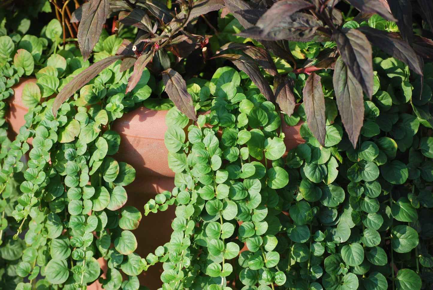 Perennial Farm Marketplace Lysimachia nummularia (Creeping Jenny) Groundcover, 1 Quart, Green Leaves with Yellow Flowers