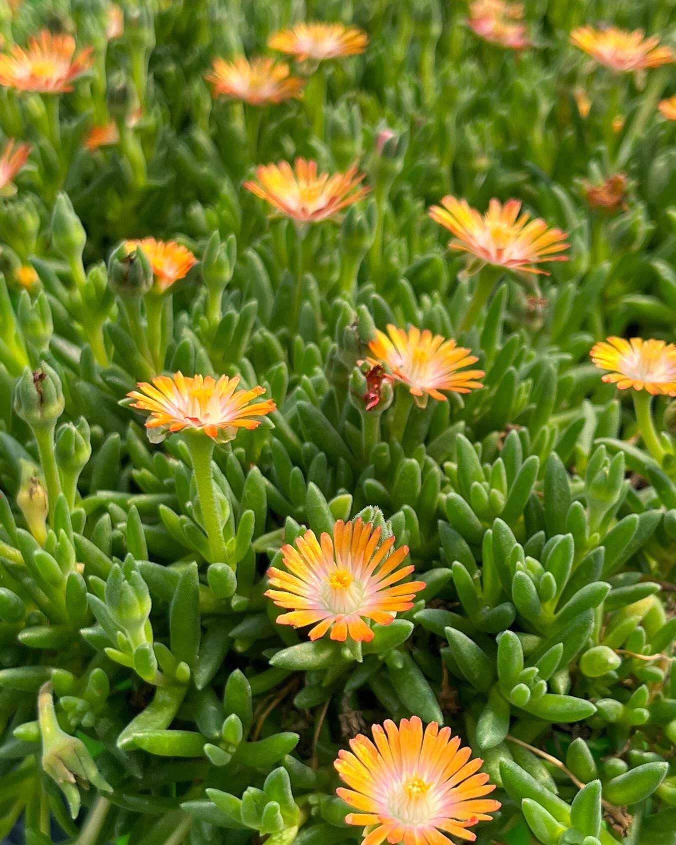 Perennial Farm Delosperma ‘Topaz’ – Live Groundcover Ice Plant in 1 Quart Container, Jewel-Toned Lavender Blooms, Drought Tolerant, Heat Loving, Ideal for Rock Gardens & Sunny Borders