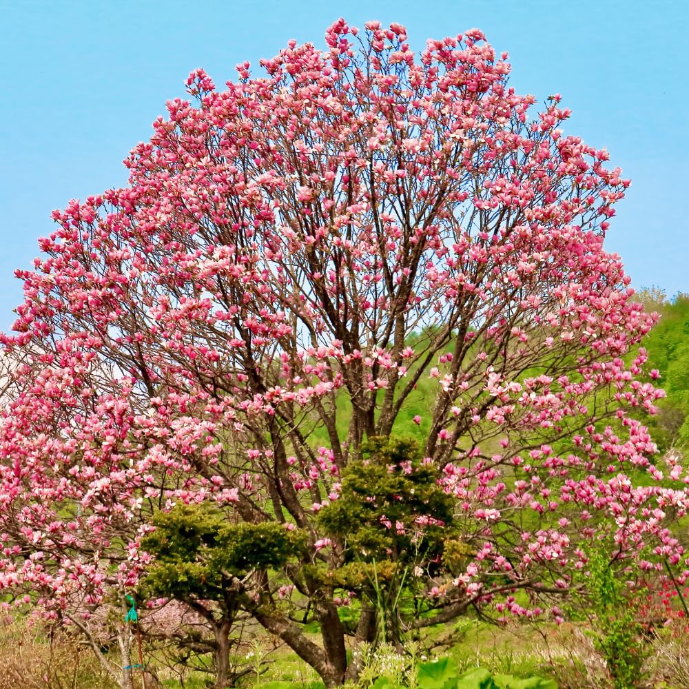 Pack 2 Jane Magnolia Plants Live, Fragrant Magnolia Bush Live Plants 6 to 12 Inch Tall, Tulip Shaped Magnolia Flowers Seedlings in 2.5 Inch Pot