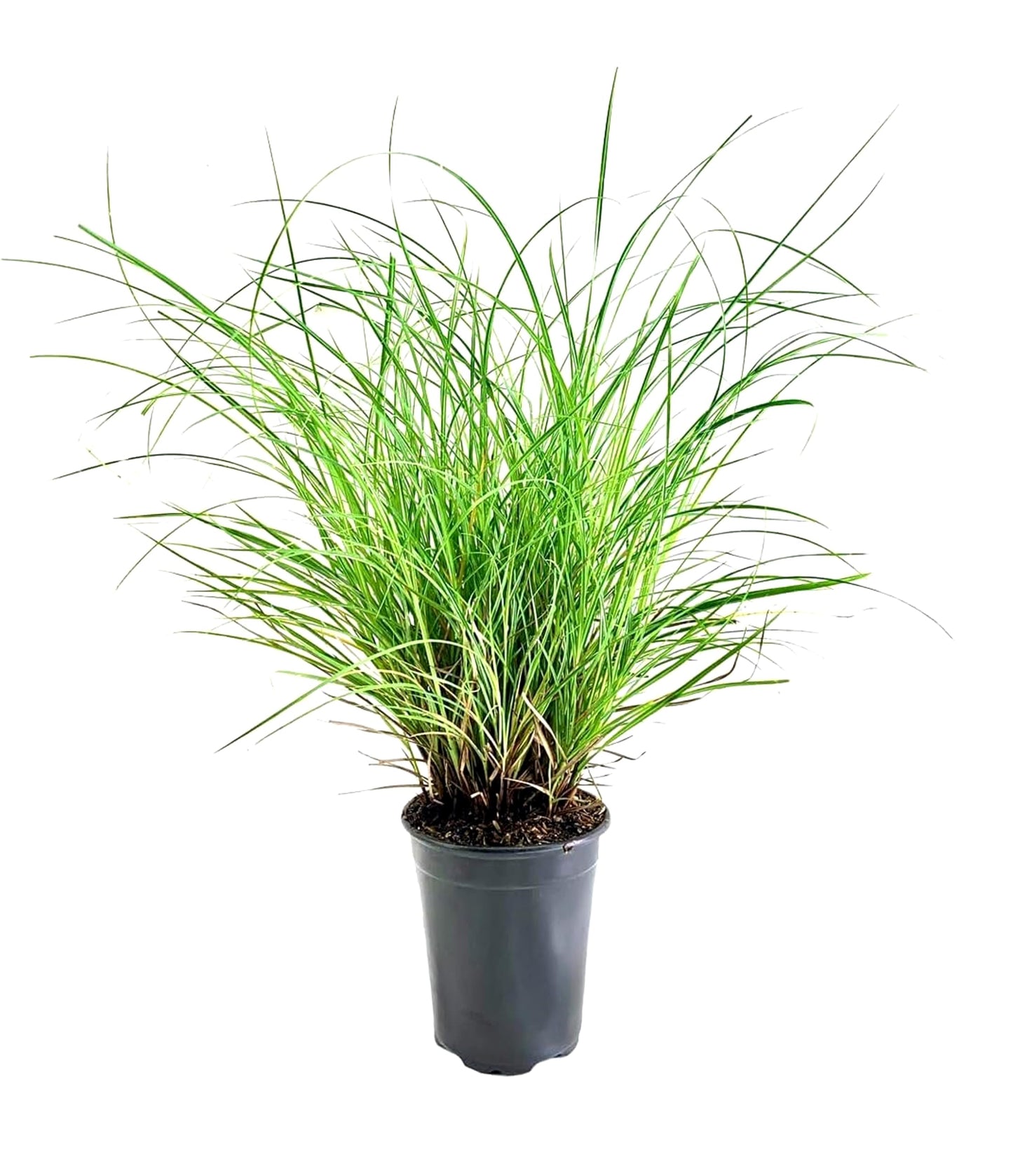 Adagio Maiden Grass | 3 Live Quart Sized Plants | Miscanthus Sinensis | Fast Growing Cold Hardy Ornamental Plants