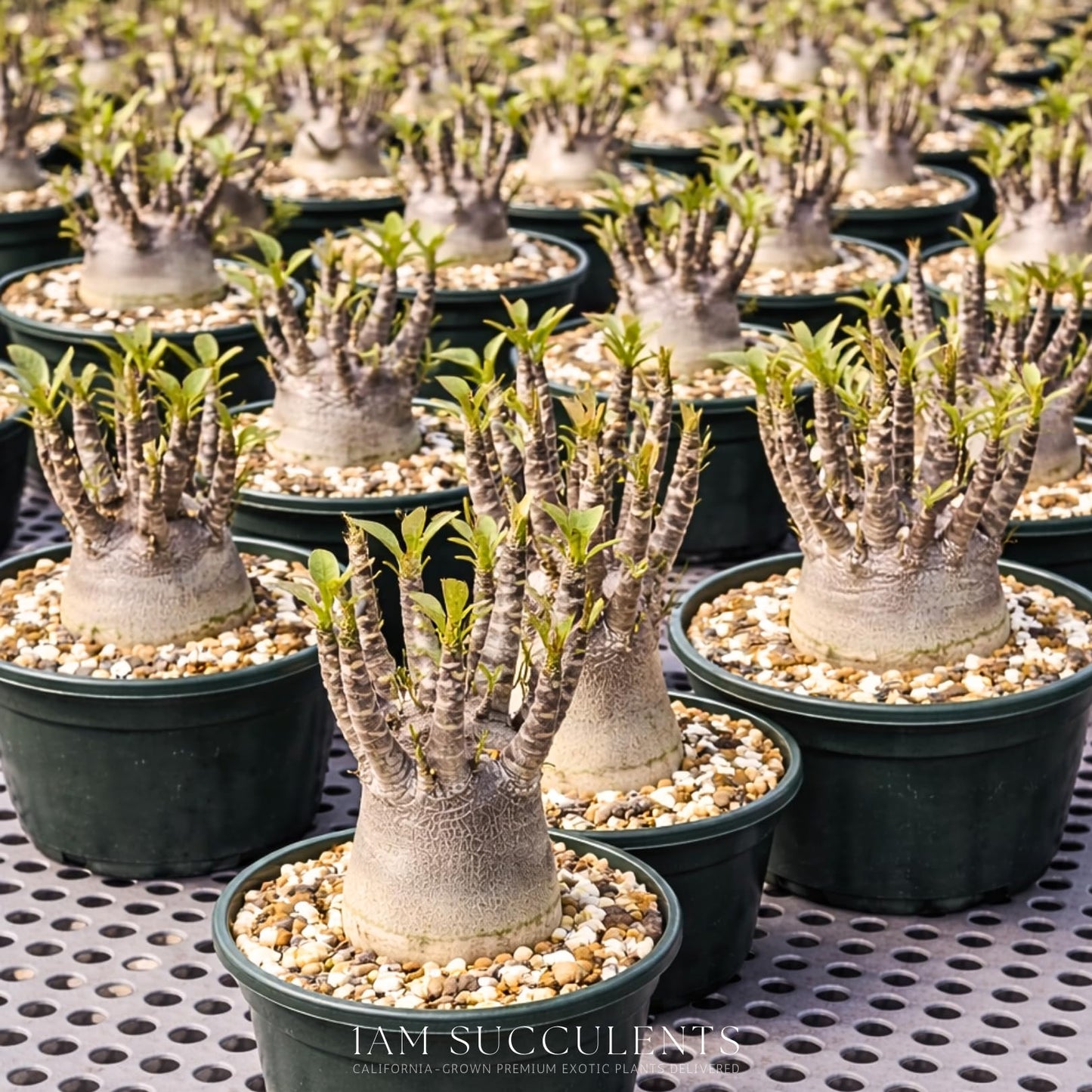 Rare Adenium Arabicum Godji Live Plant – Desert Rose Succulent – Thick Caudex Bonsai Plant – Drought Tolerant Exotic Houseplant