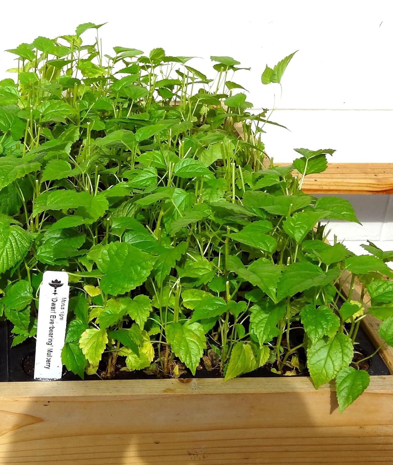 Mulberry Dwarf Everbearing 1 Live Plant in 3x6 Inch Pot