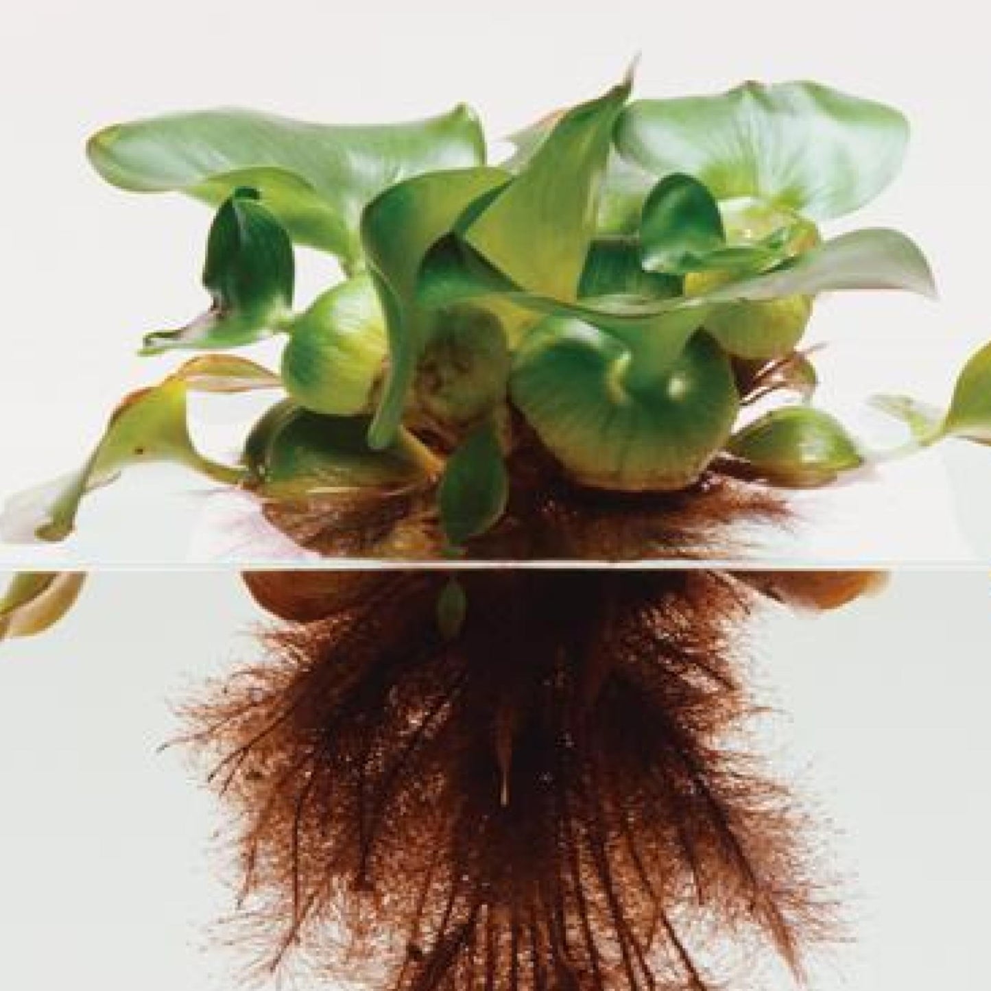 Chalily Water Hyacinth Floating Pond Plants Live Aquatic Plant Great for Koi Ponds Flowering and Fast Growing Hyacinths Cannot Ship to Some States (3)