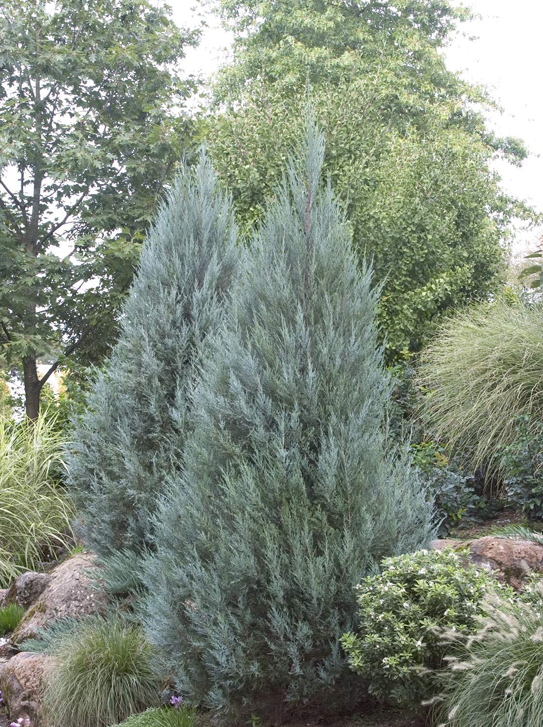 Moonglow Juniper Juniperus Scopulorum | 1 Live 4 Inch Plant | Drought Tolerant Cold Hardy Evergreen Screening Tree