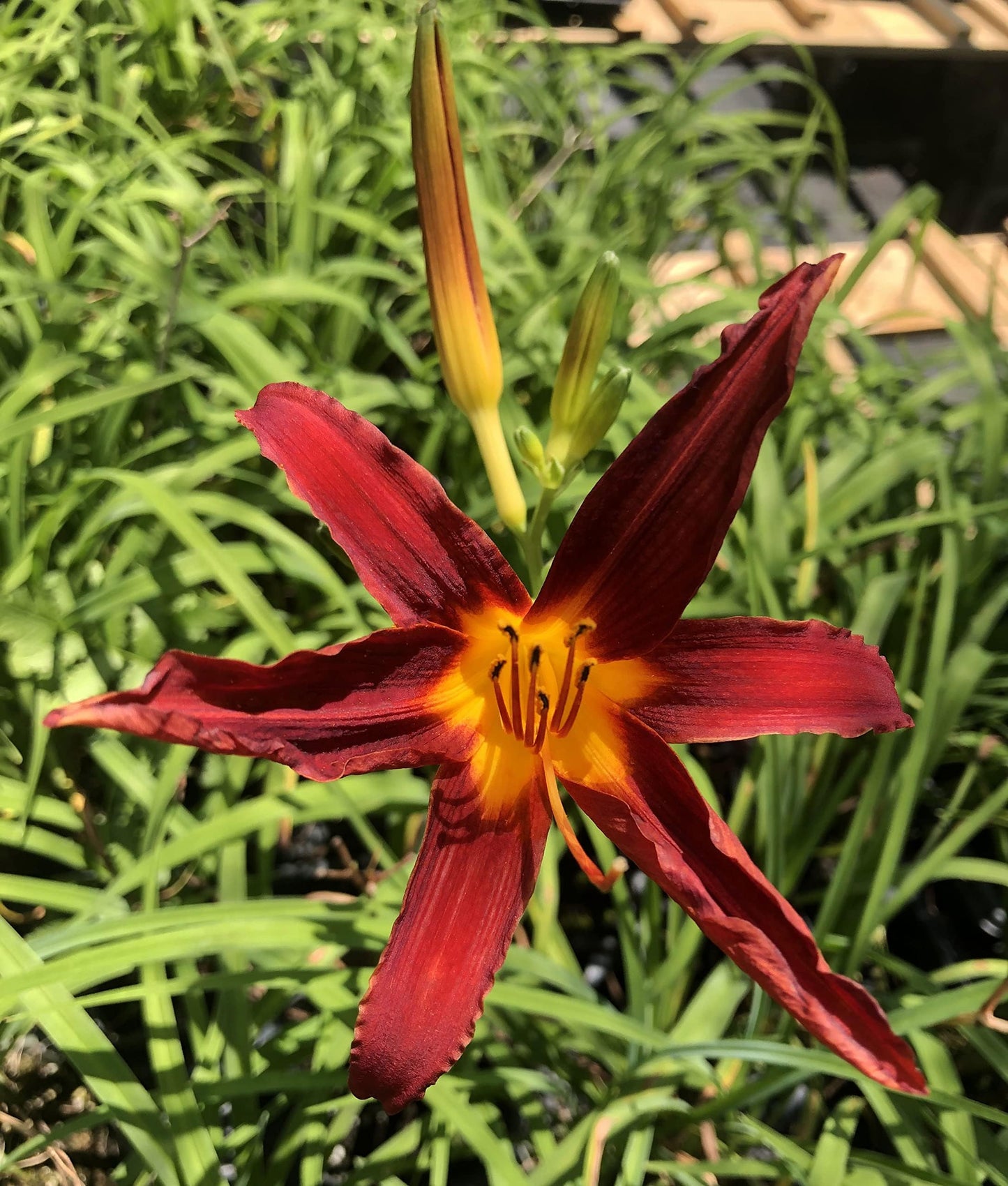 Ming Toy Daylily | 1 Live 4 Inch Pot | Hemerocallis Plants | Beautiful Low Maintenance Blooming Groundcover