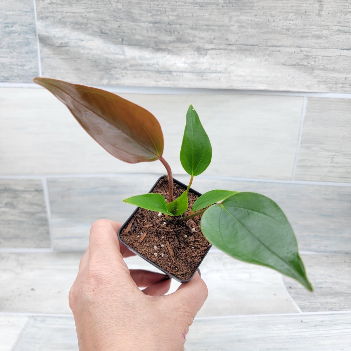 Anthurium Tiny Purple in 4 inch Nursery Plant Pot Live Rare Exotic Tropical Indoor House Plants Easy to Grow Housewarming Gift Decoration Gift for Home or Office by 3exoticgreen