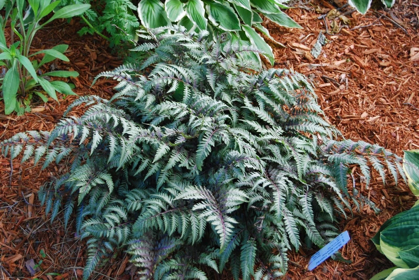 Japanese Painted Fern | 3 Live Plants | Athyrium Niponicum | Shade Garden Essential | Lush Foliage Accent