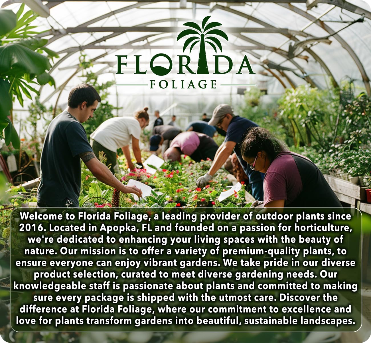 Pineapple Guava | 3 Large Trade Gallon Size Plants | Feijoa Sellowiana | Edible Fruit Shrub and Fragrant Flowering Foliage