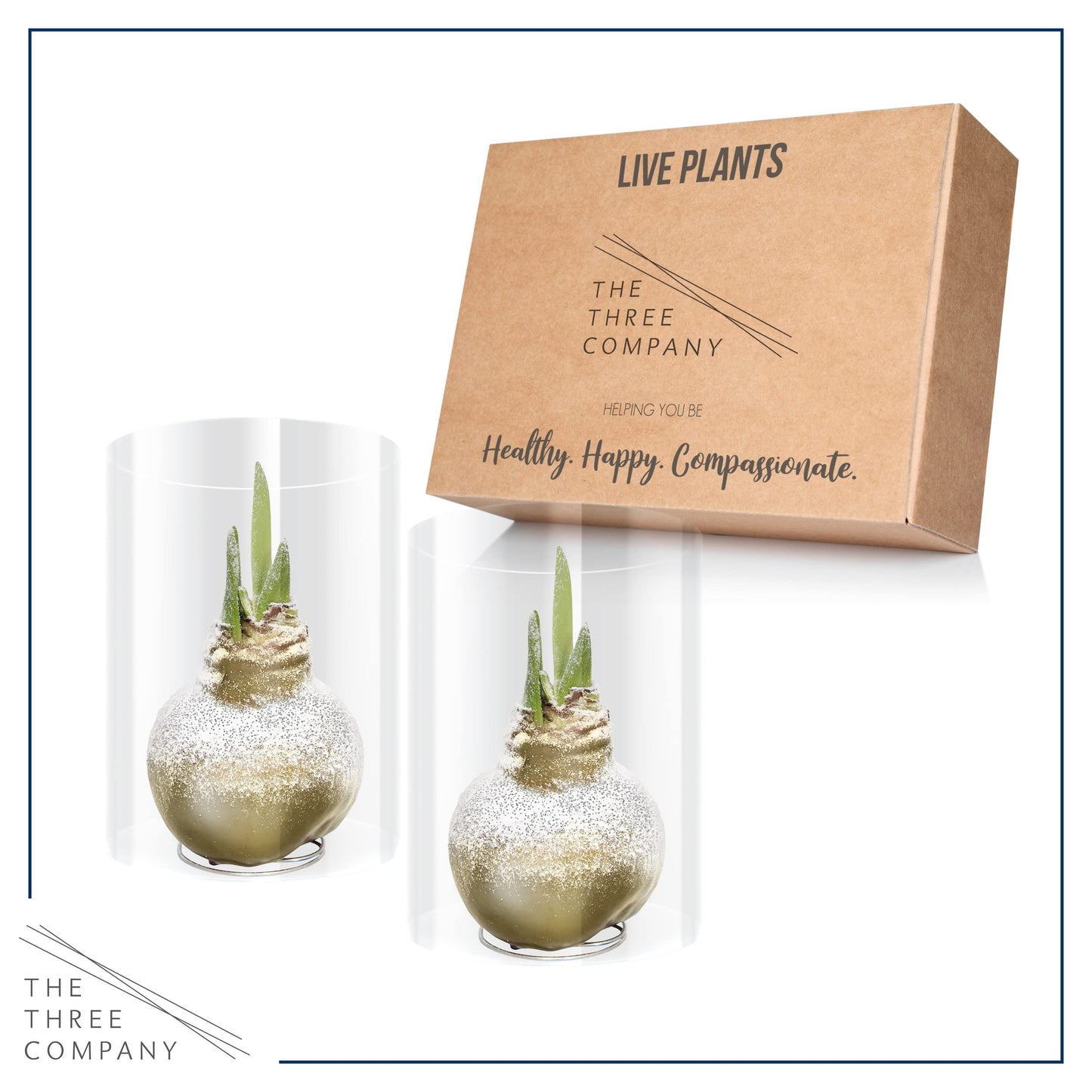 Snow Flecked Waxed Amaryllis Bulb 2-Pack – Gold Wax with Red Blooms – Live Holiday Gift Plant, Easy Care, No Watering Needed