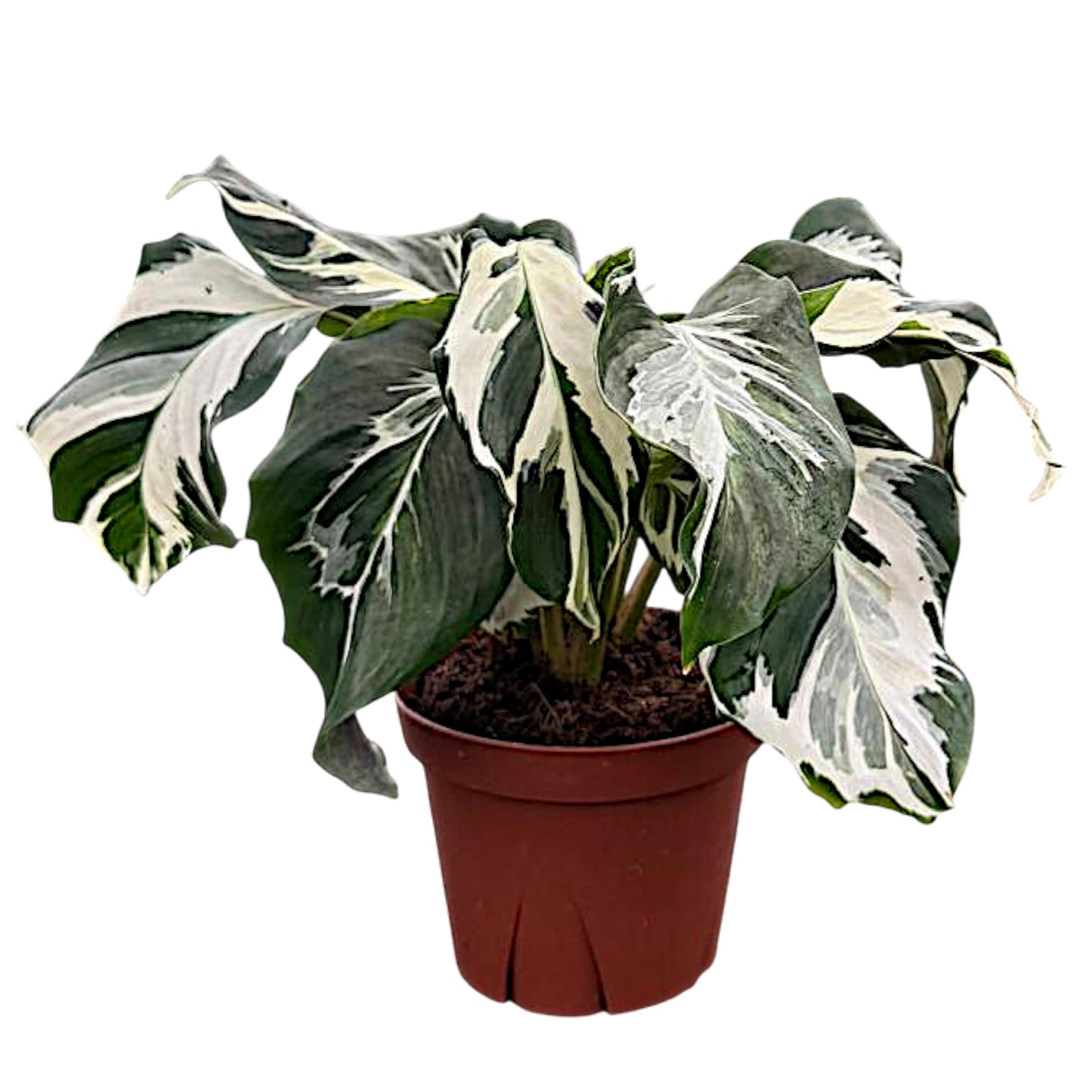 CoollectivePlants Calathea Stella Live Plant in 4" Growers Pot – Easy Care Indoor Tropical Houseplant, Low Maintenance Prayer Plant, Pet Safe Decorative Foliage Plant for Home or Office