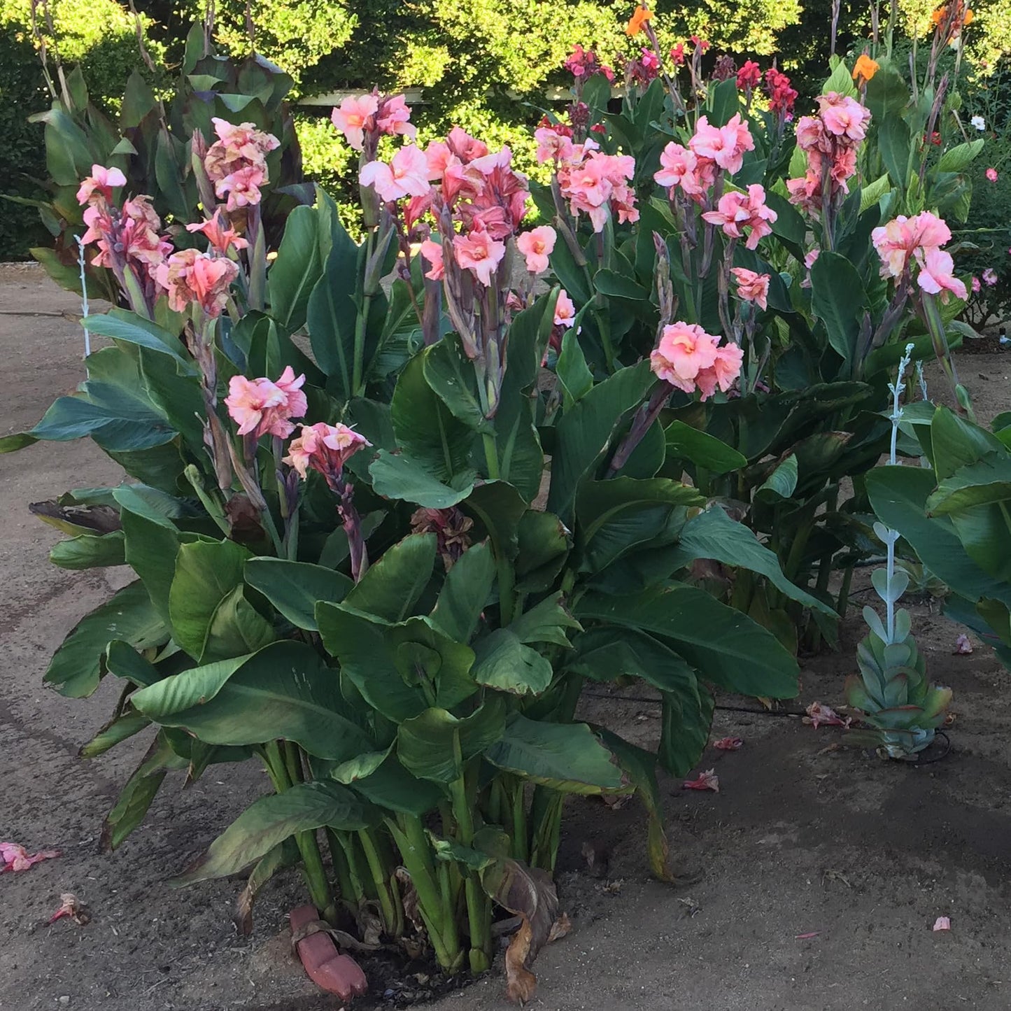 Chinese Coral Canna Lily Bulb – Large Coral Pink Blooms, Bluish Green Foliage, Rare Limited Variety, Zones 3–9, 3–4 Ft Tall, Summer Rhizome, 1 Bulb