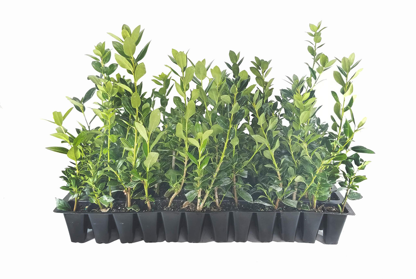Needlepoint Chinese Holly | 20 Live Plants | Ilex Cornuta | Evergreen Shrub, Low Maintenance, Drought Tolerant, Privacy Hedge, Ornamental Foliage, Year-Round Interest, Landscape Shrub