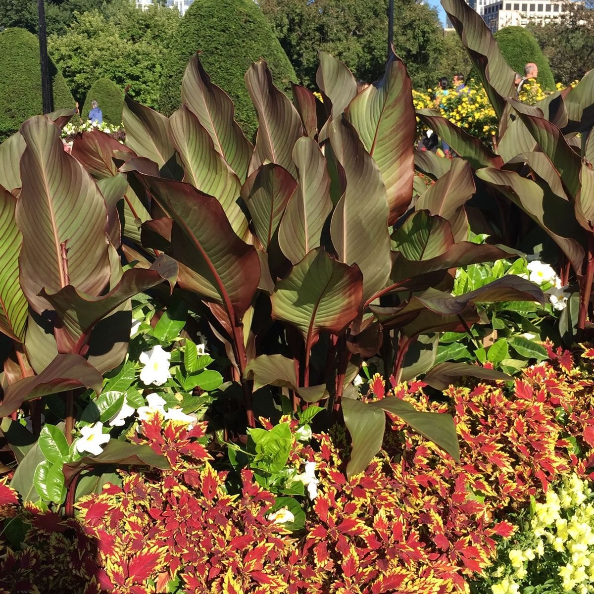 CANNAS-Musifolia 3 Per Bag Huge 3-5 Eye Bulbs